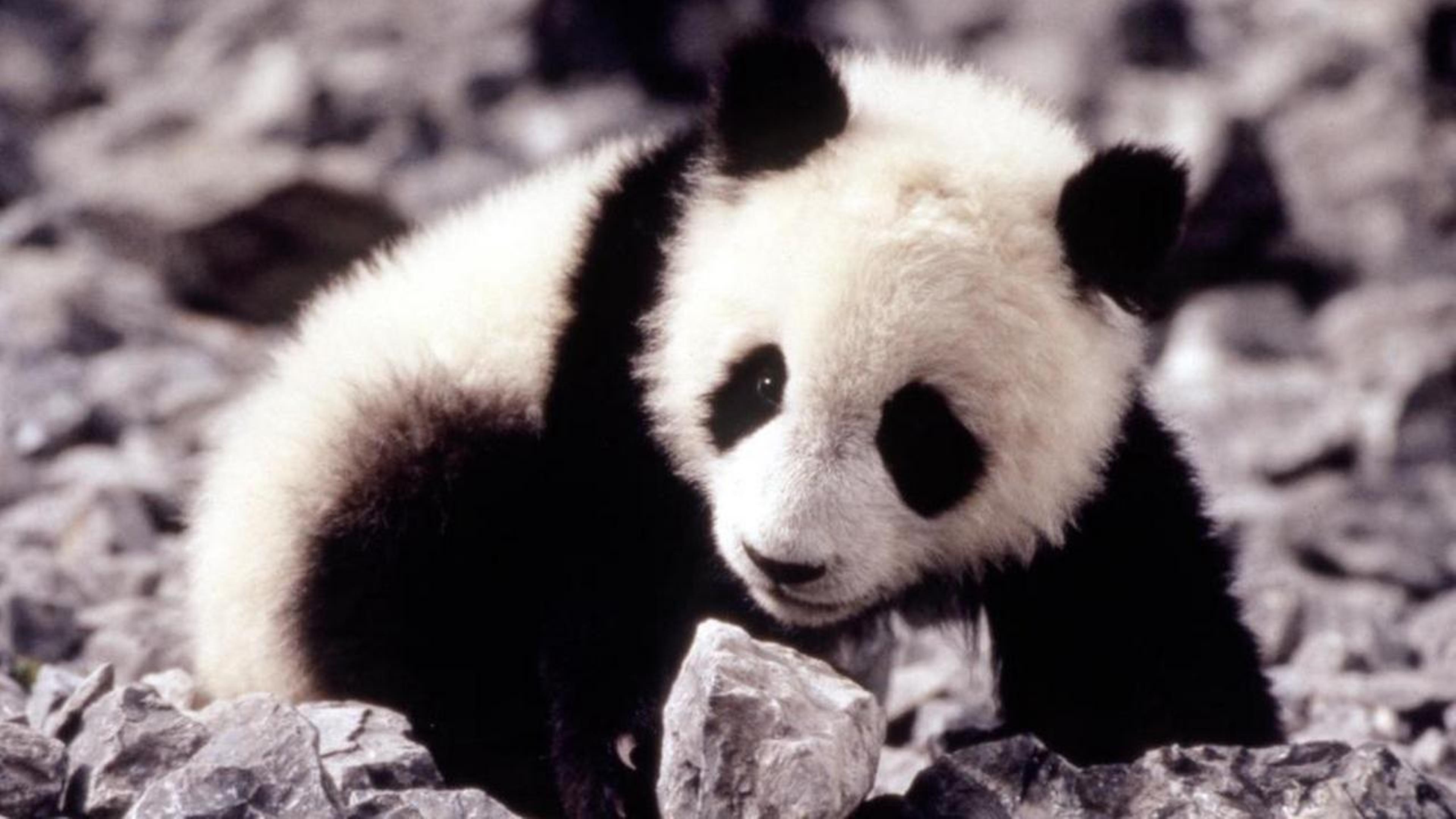 Au secours du petit panda