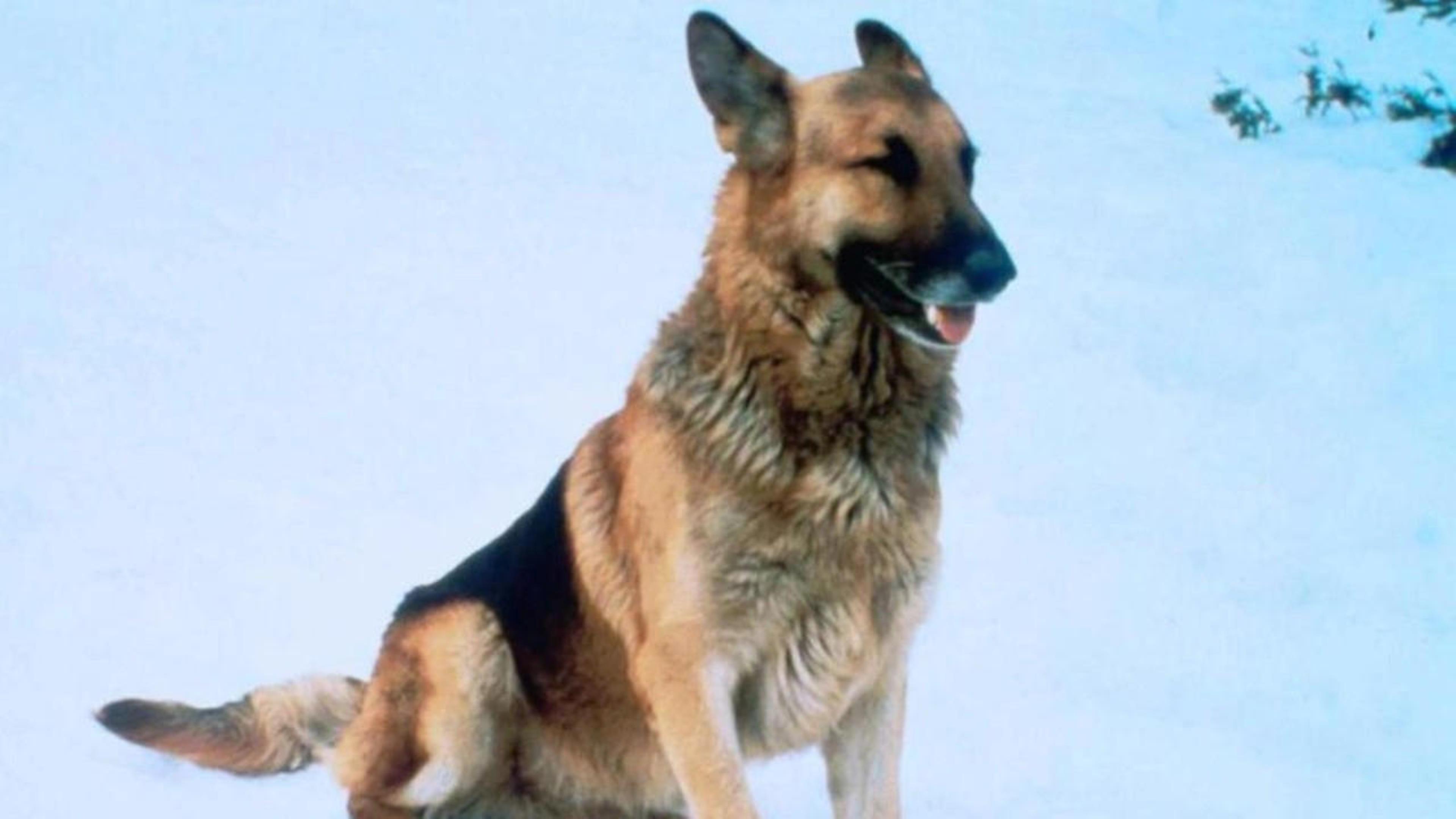 The Courage of Kavik, the Wolf Dog