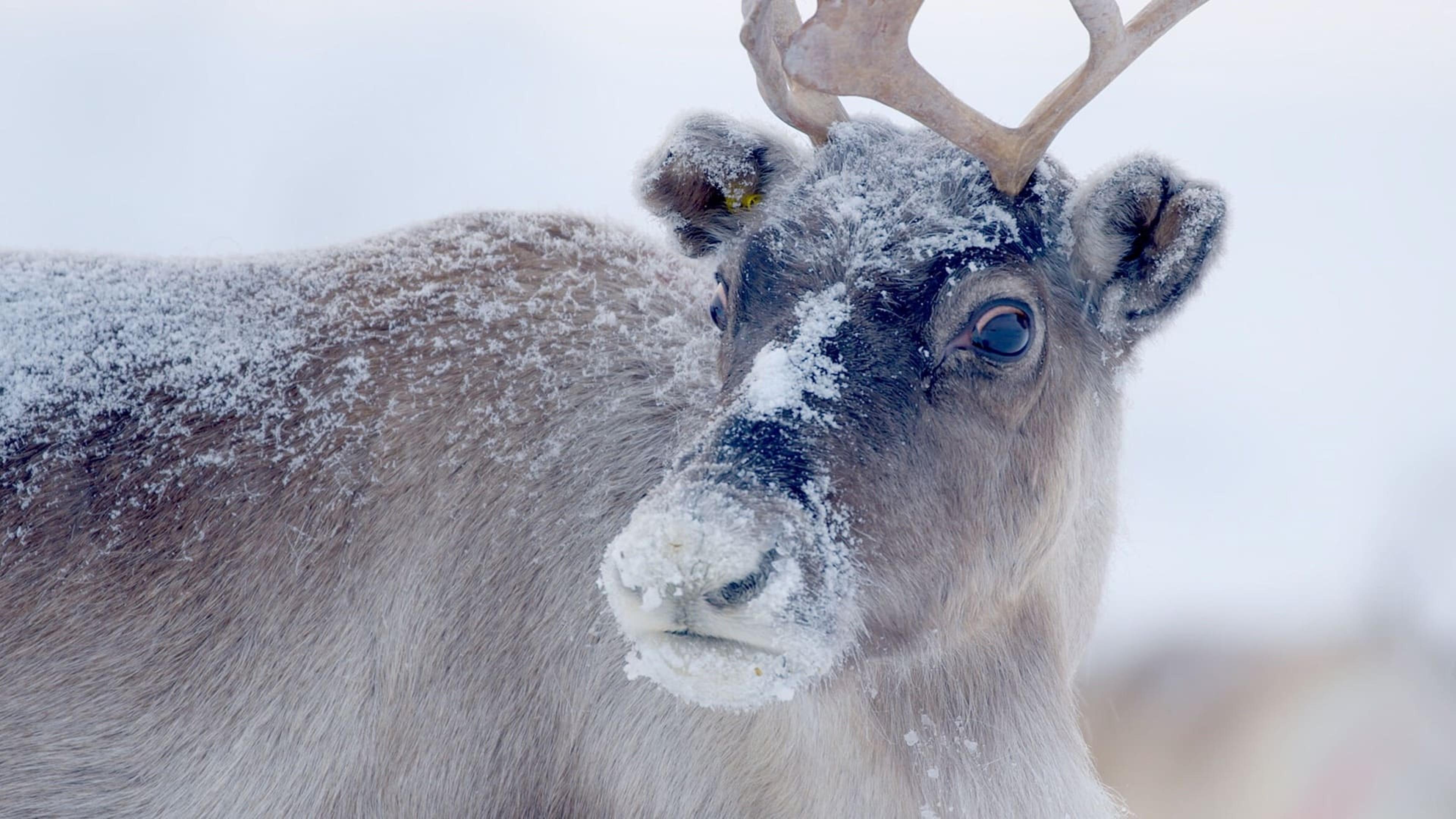 Santa's Wild Home