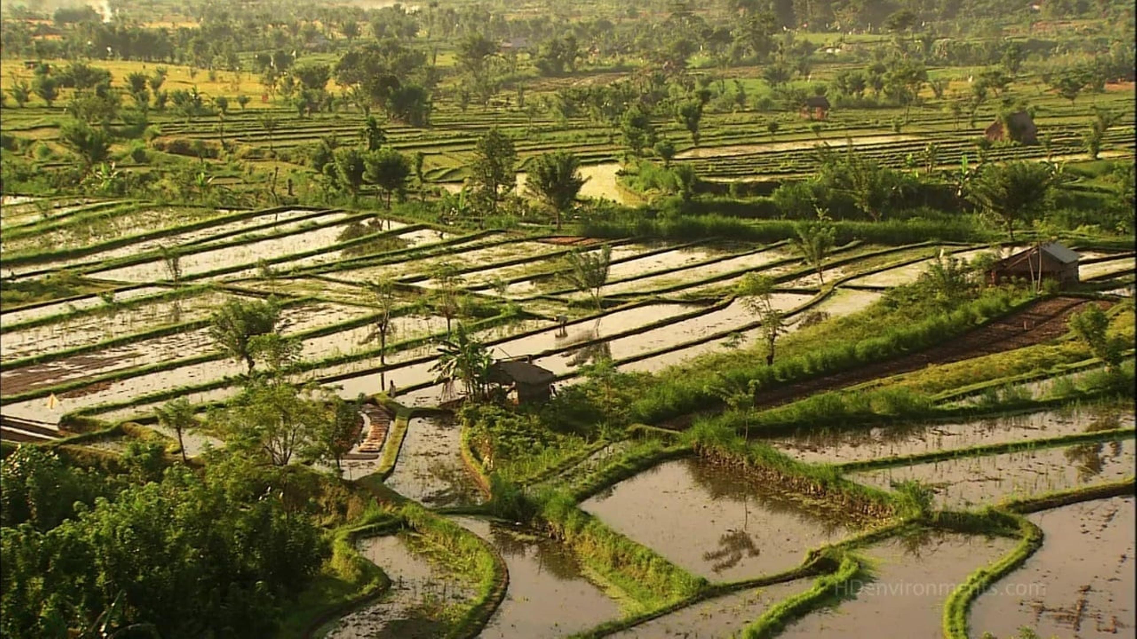 Living Landscapes: Bali