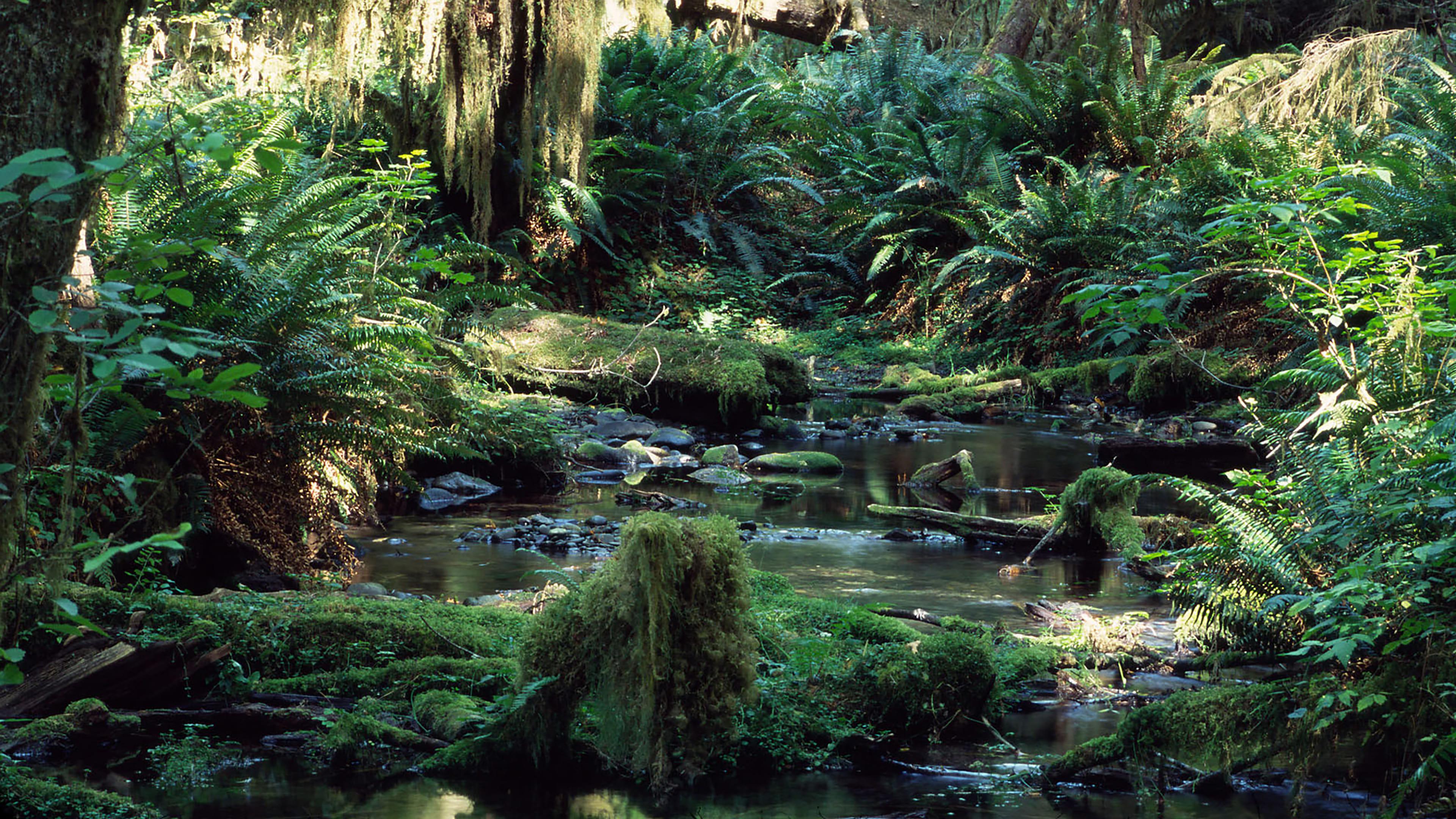 La forêt tropicale