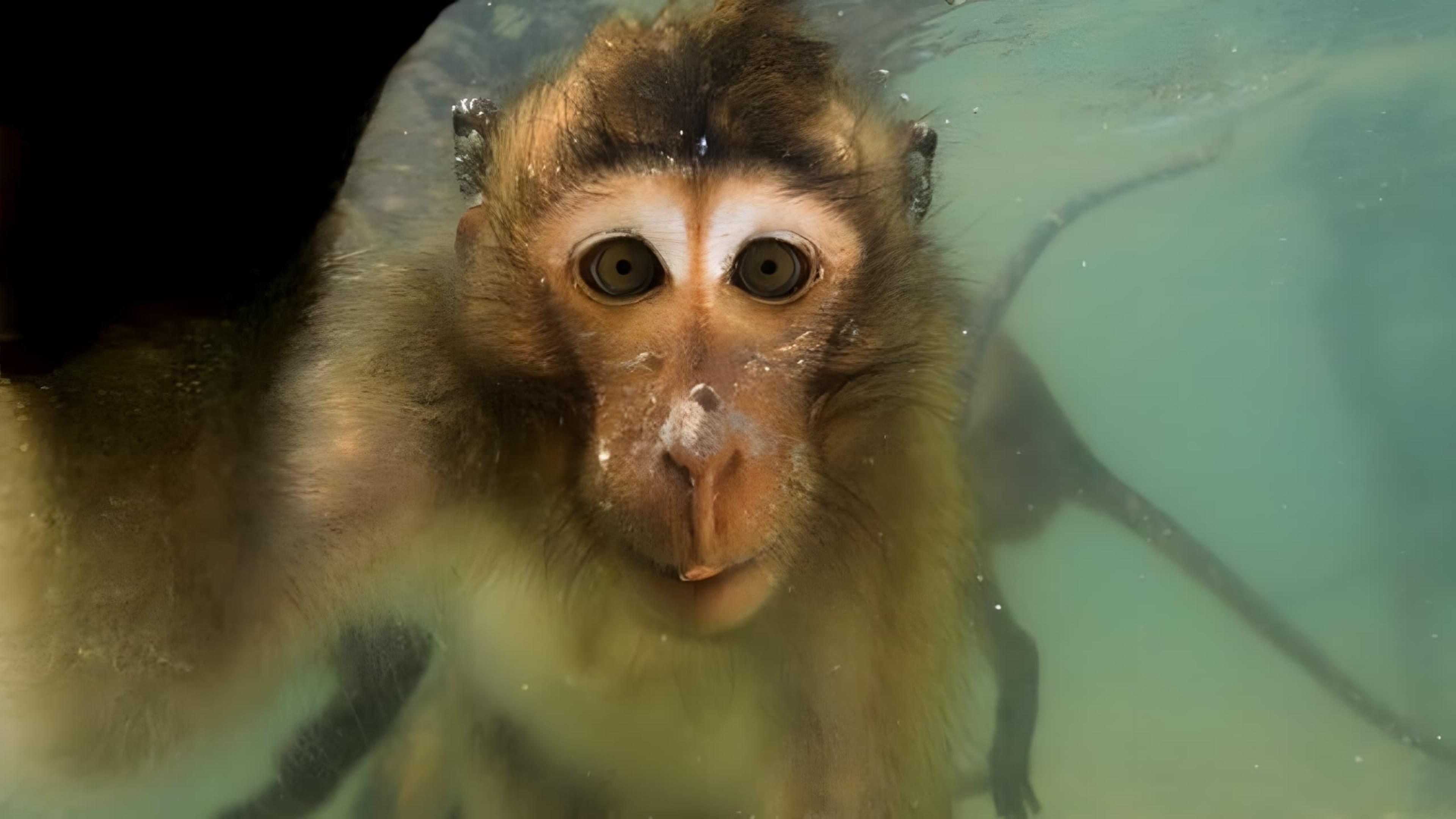 Les singes qui voulaient voir la mer