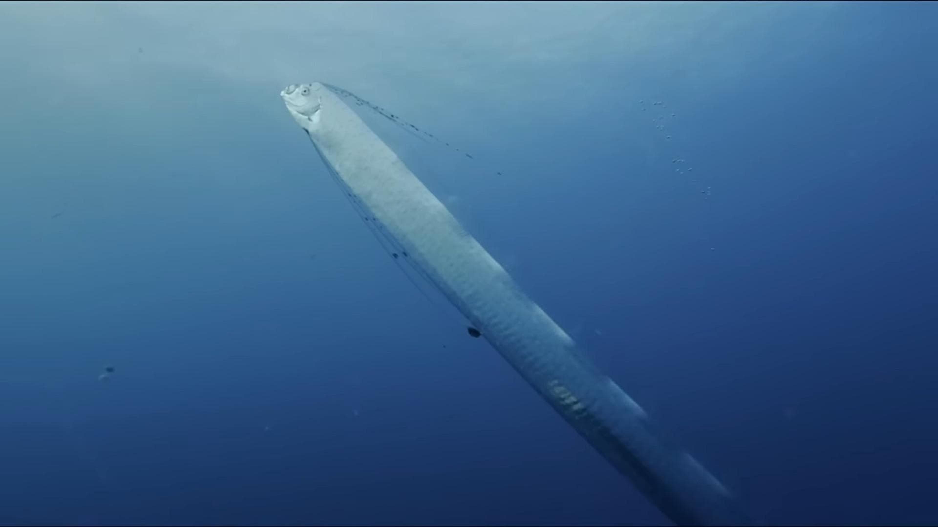 Régalec, premiers contacts avec le poisson roi