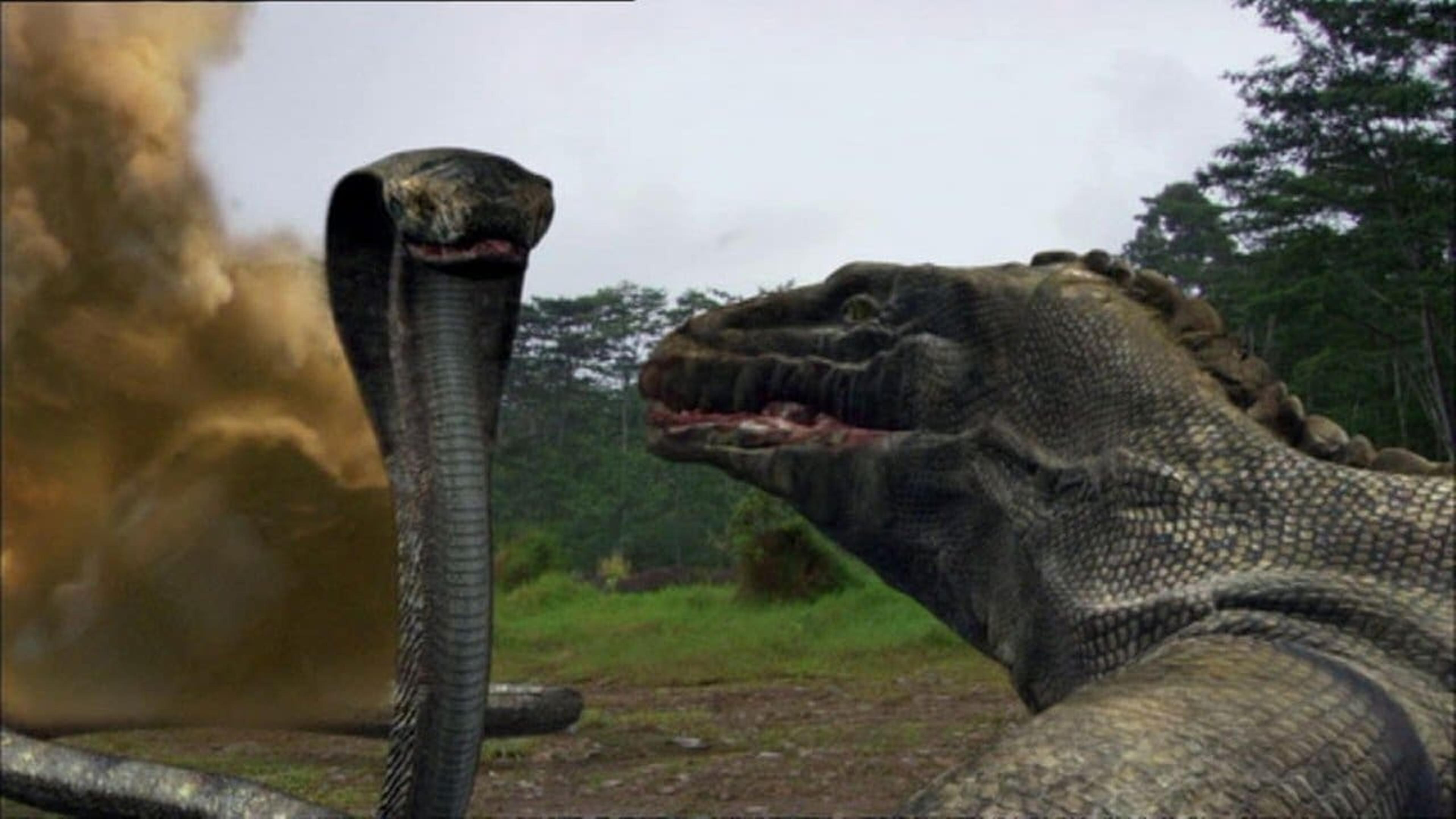 Komodo vs Cobra