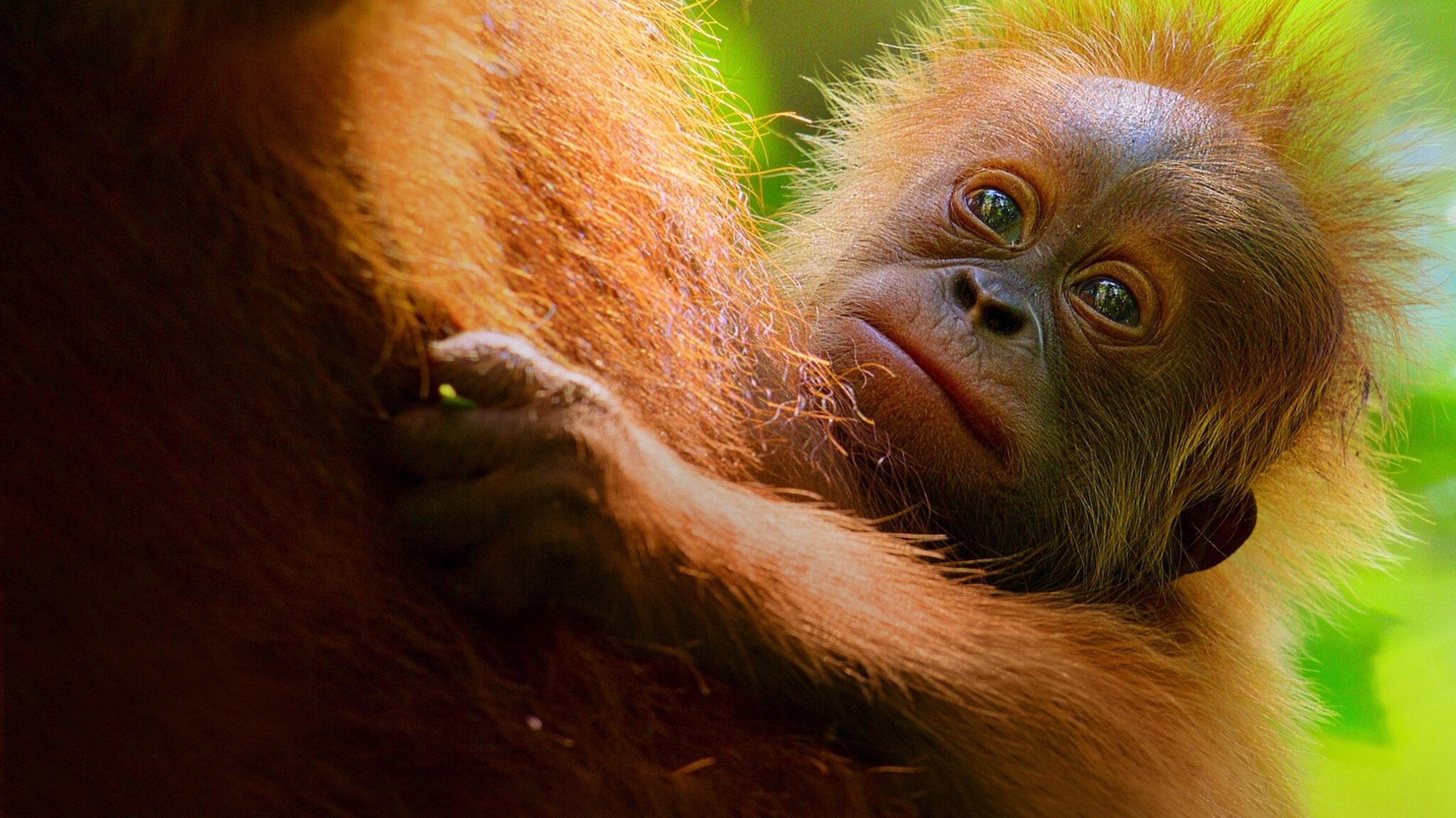 La Vie secrète des orangs-outans