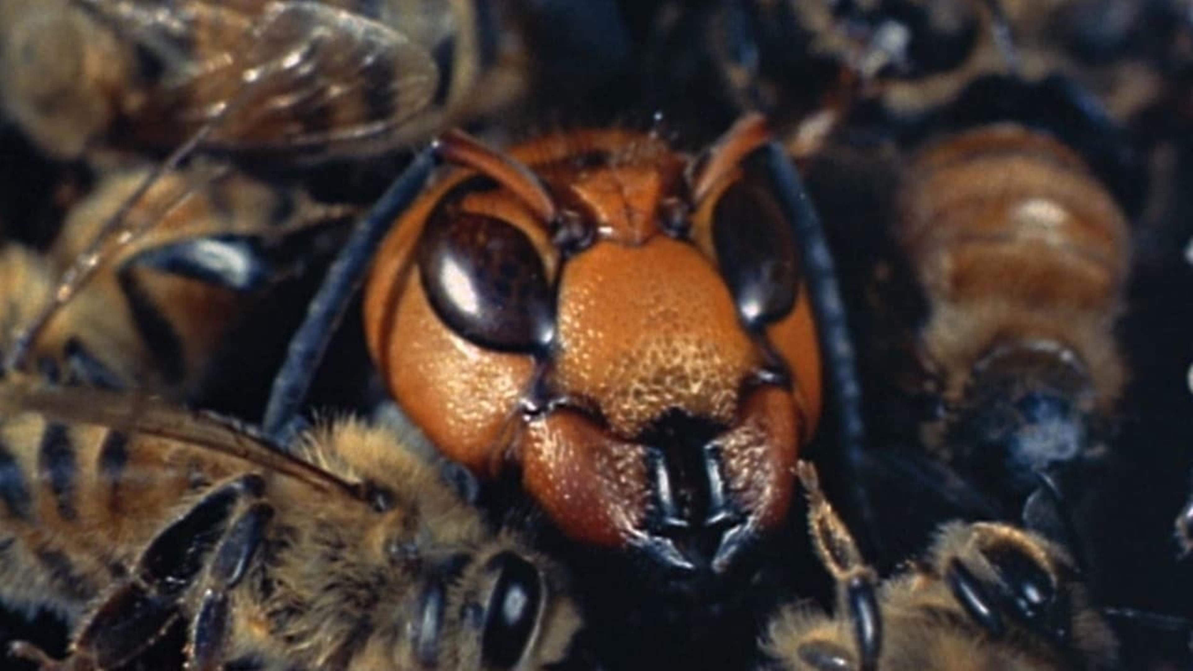 Des insectes et des hommes