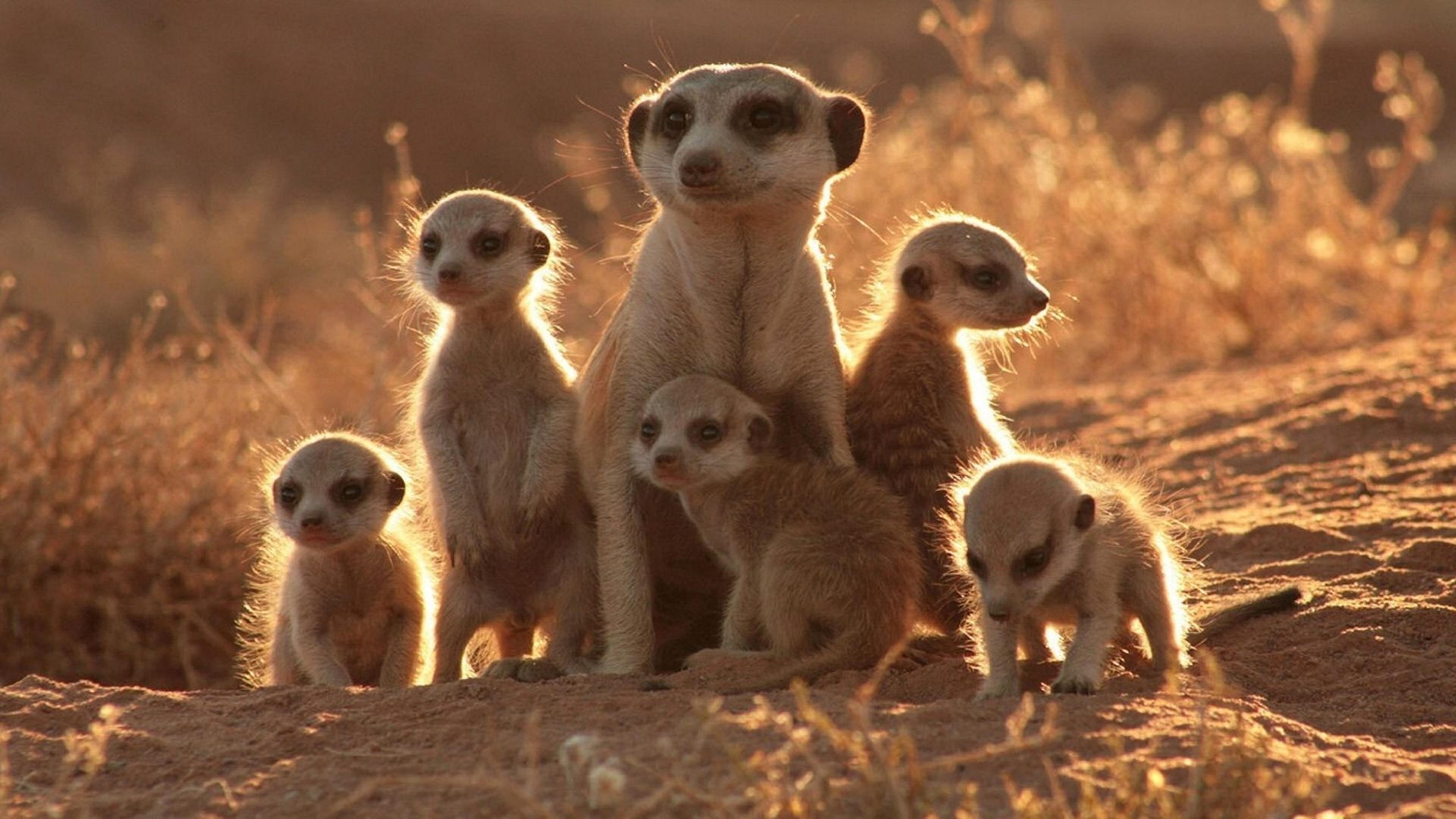 La Famille Suricate