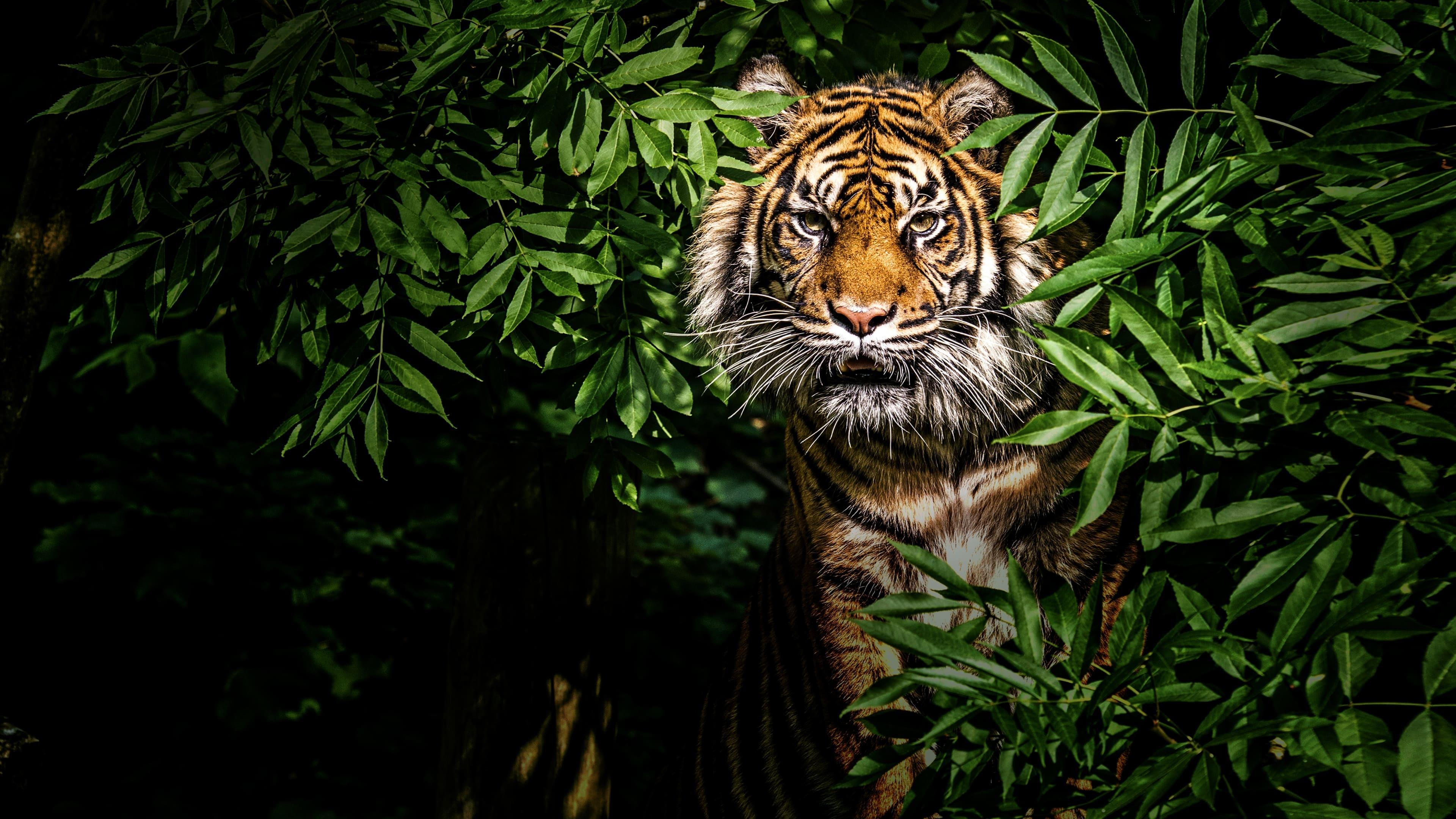 Thailand's Wild Cats