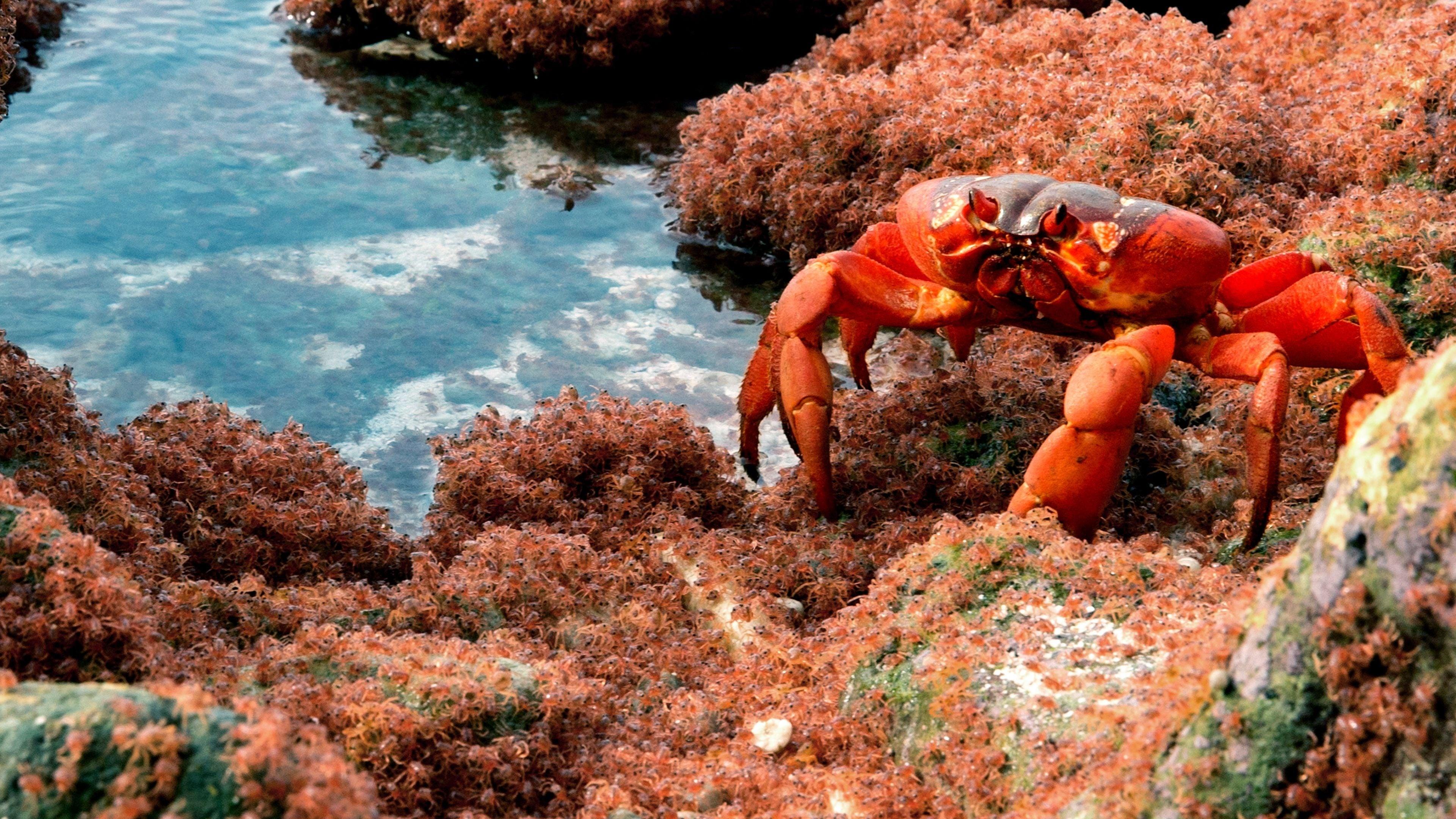 Le royaume du crabe de cocotier