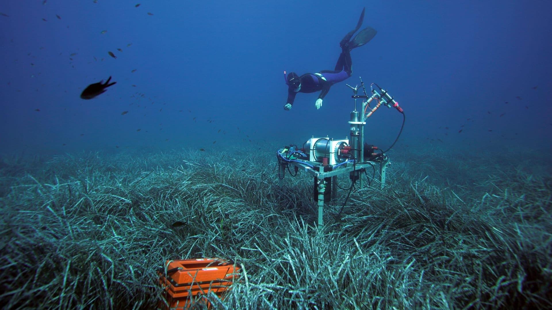 Les Herbiers marins : Précieuses sources de vie