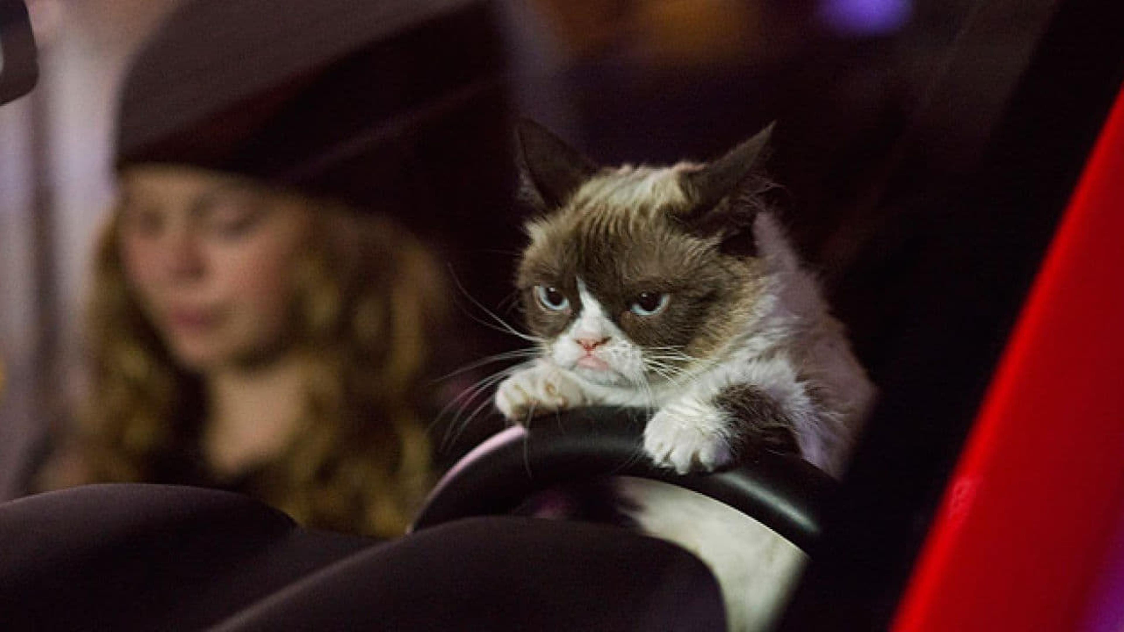 Grumpy Cat's Worst Christmas Ever