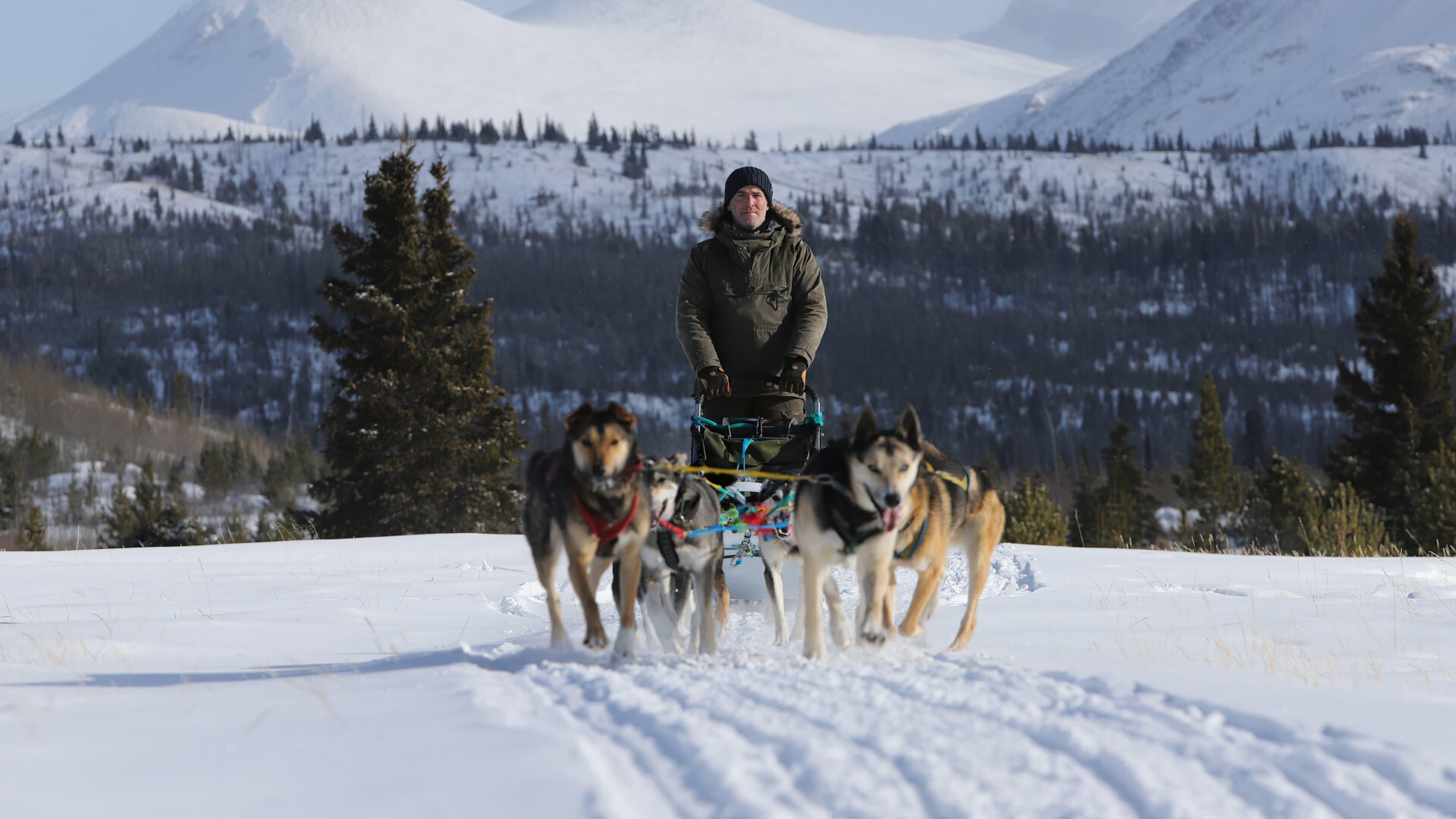 Les chiens de traineau & moi