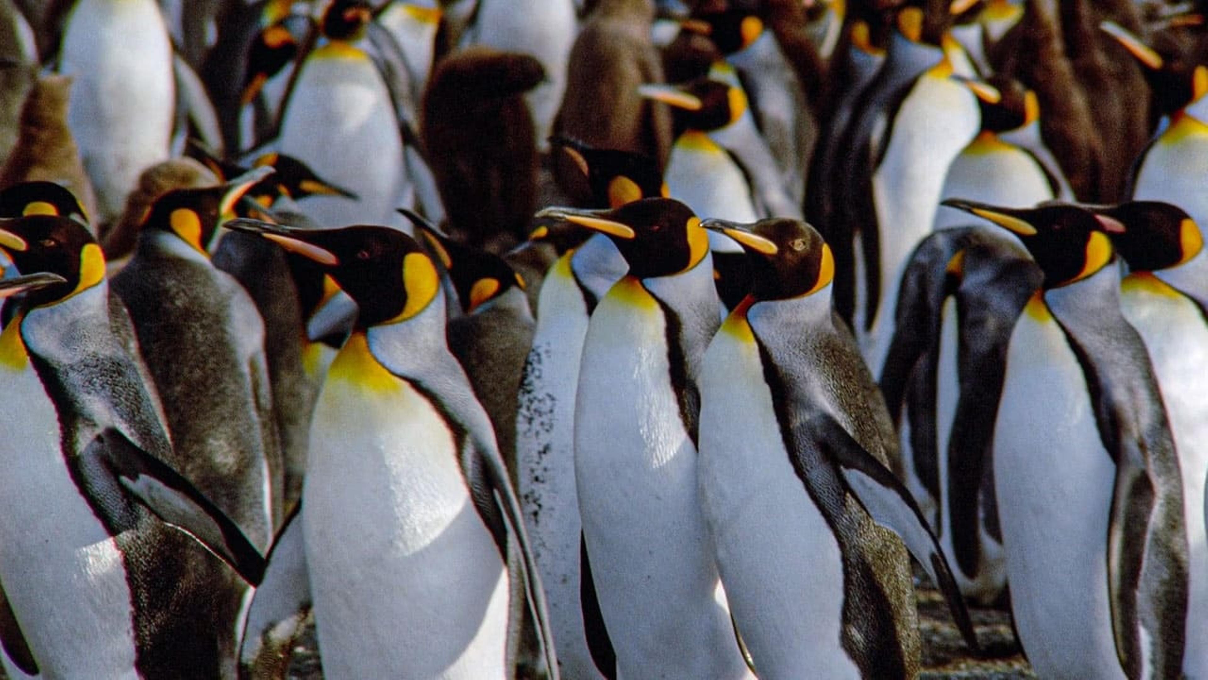 The Congress of Penguins