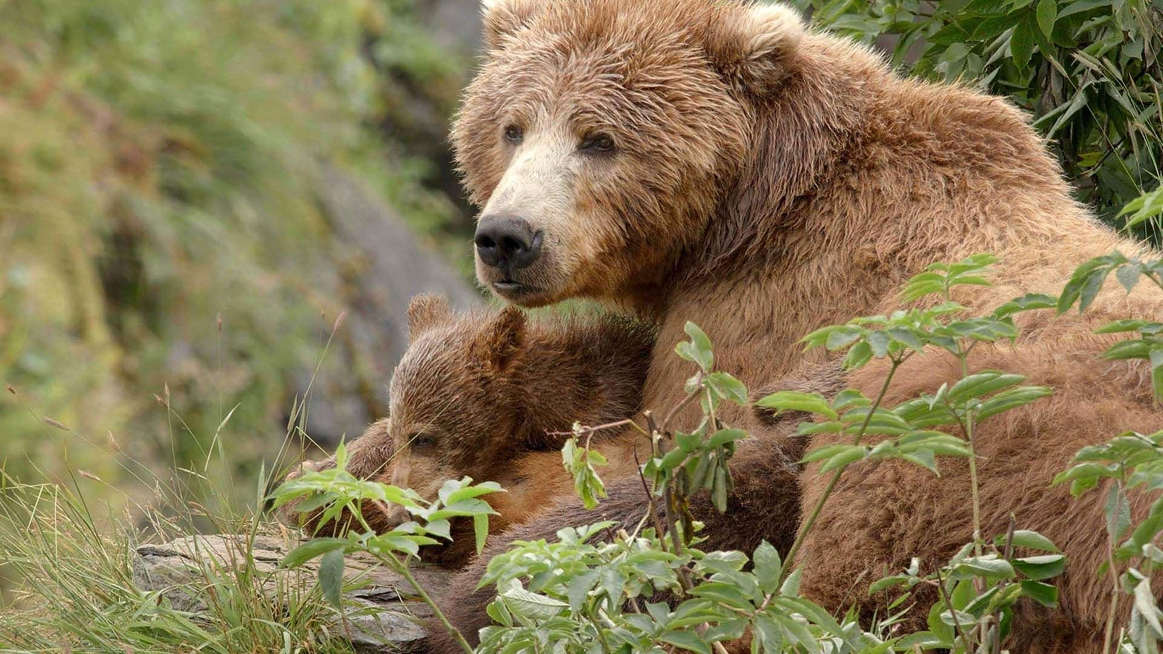 Les Ours bruns, colosses de l’Alaska