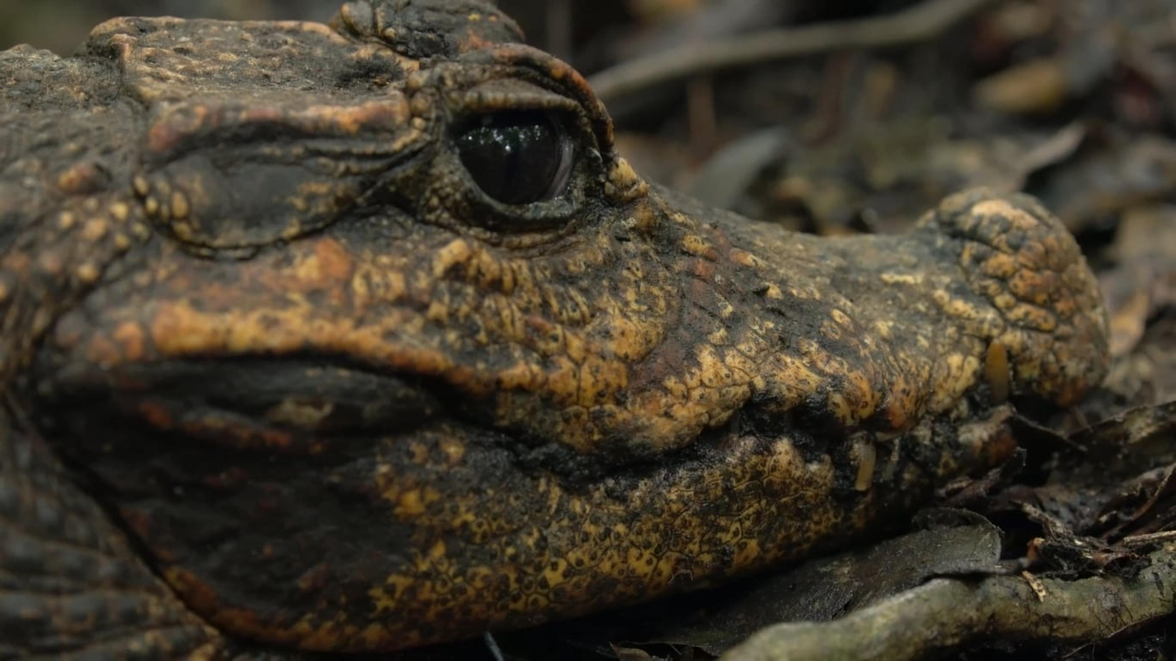 Cave Crocs of Gabon