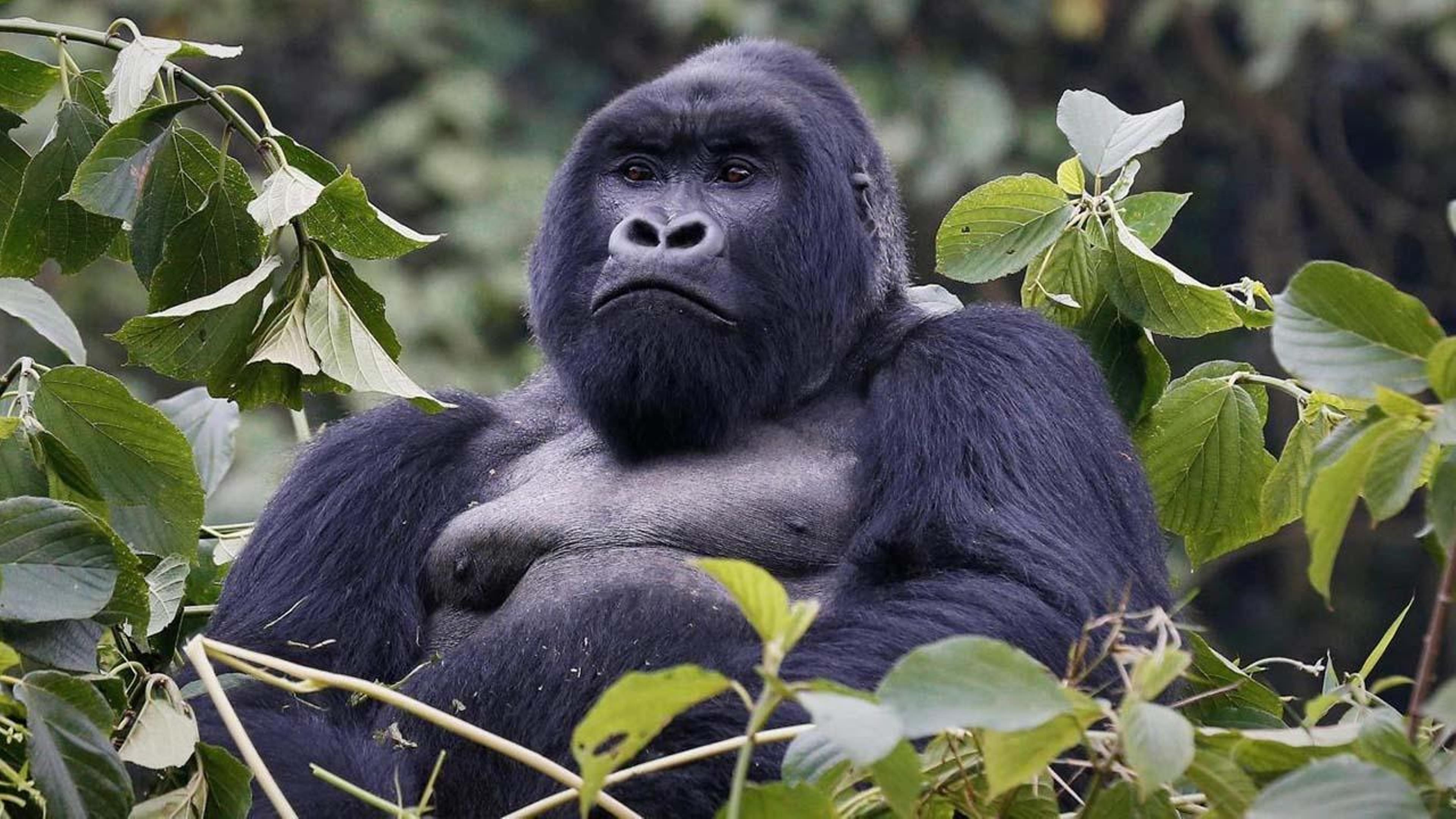 Mountain Gorilla