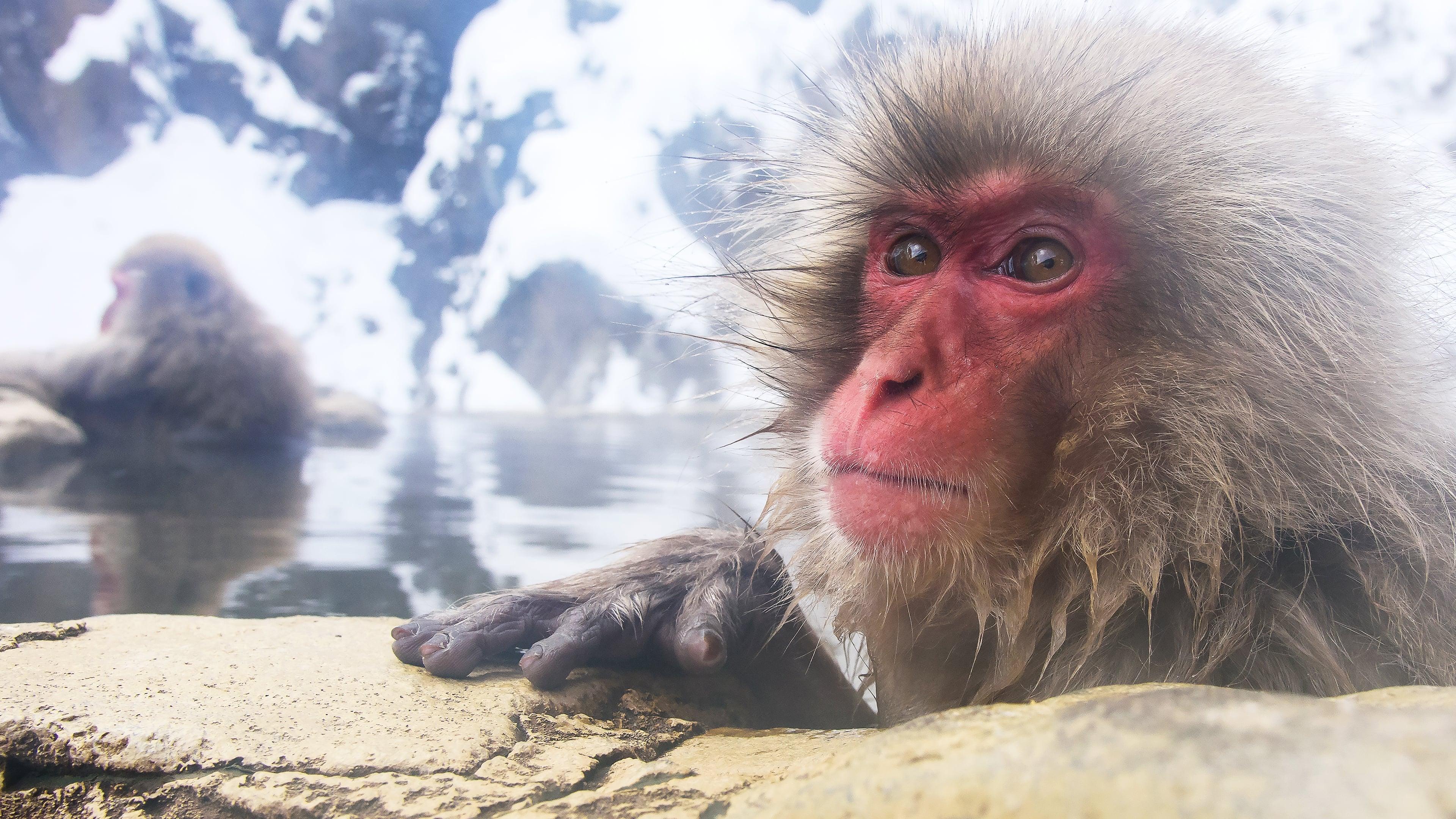 Wild Japan: Snow Monkeys