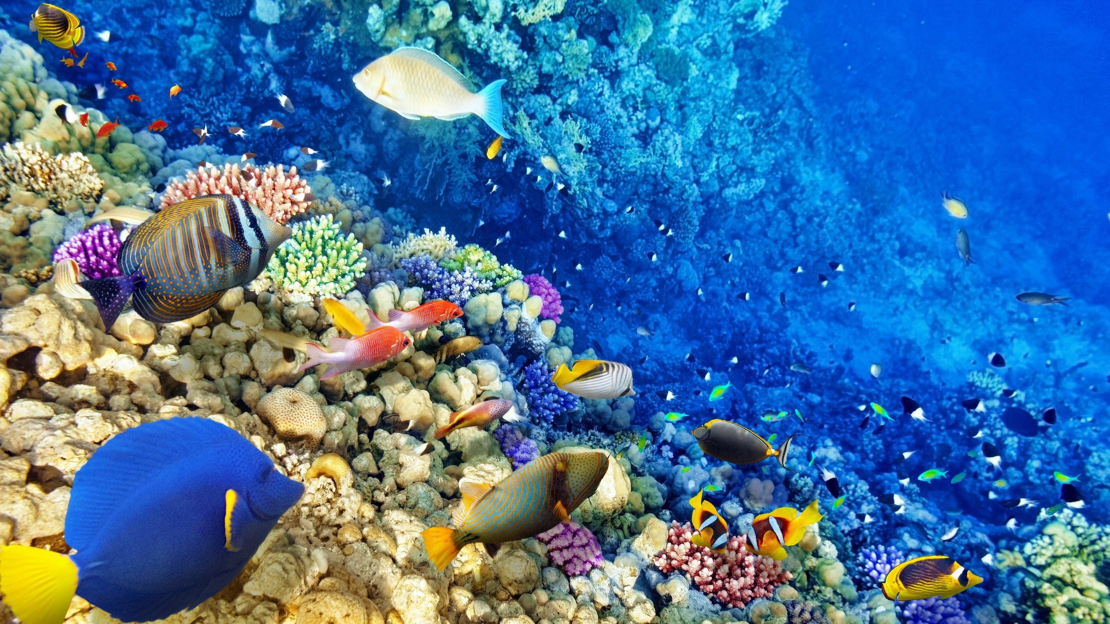 Secrets of the Great Barrier Reef