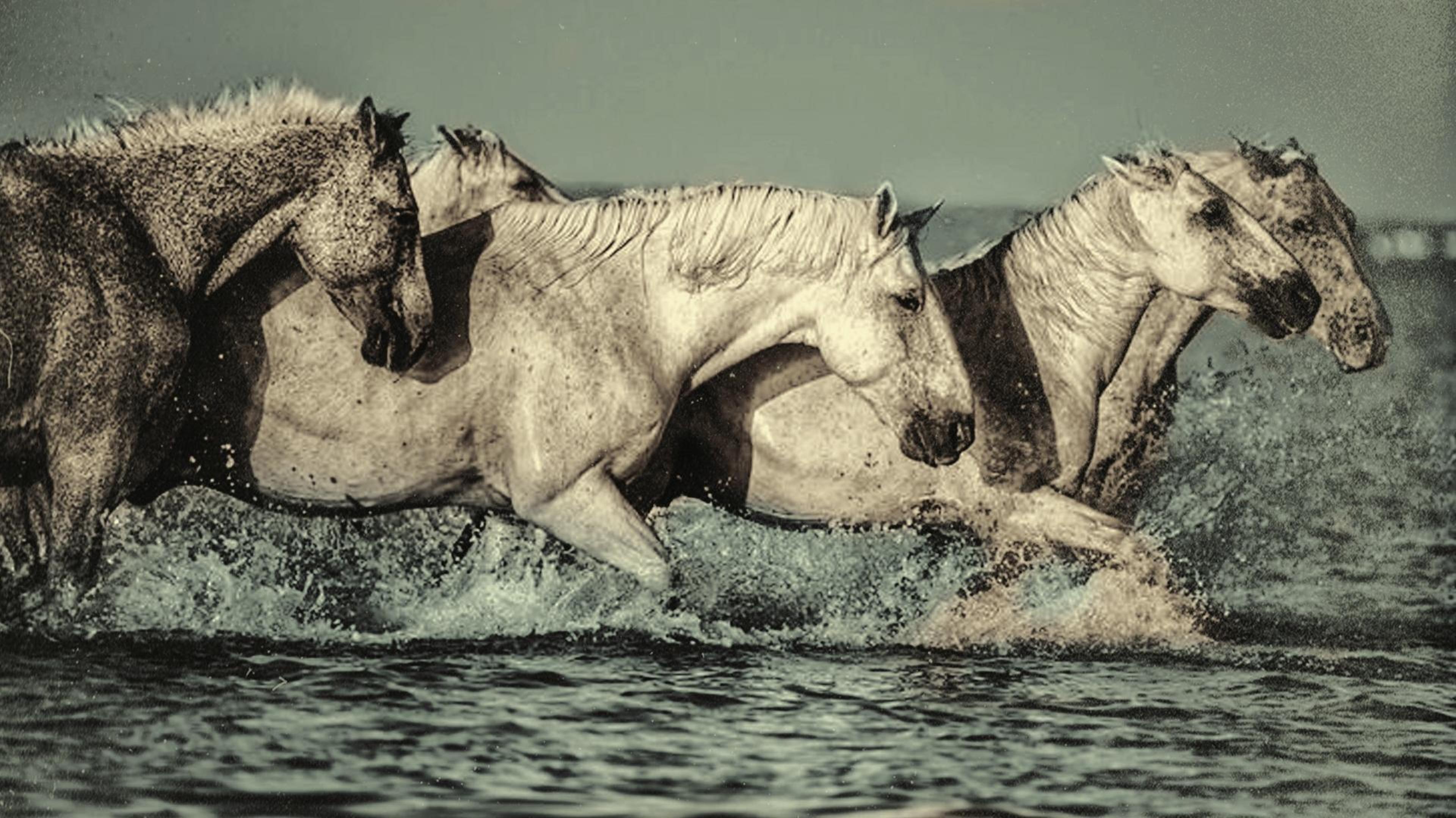 Le Songe Des Chevaux Sauvages