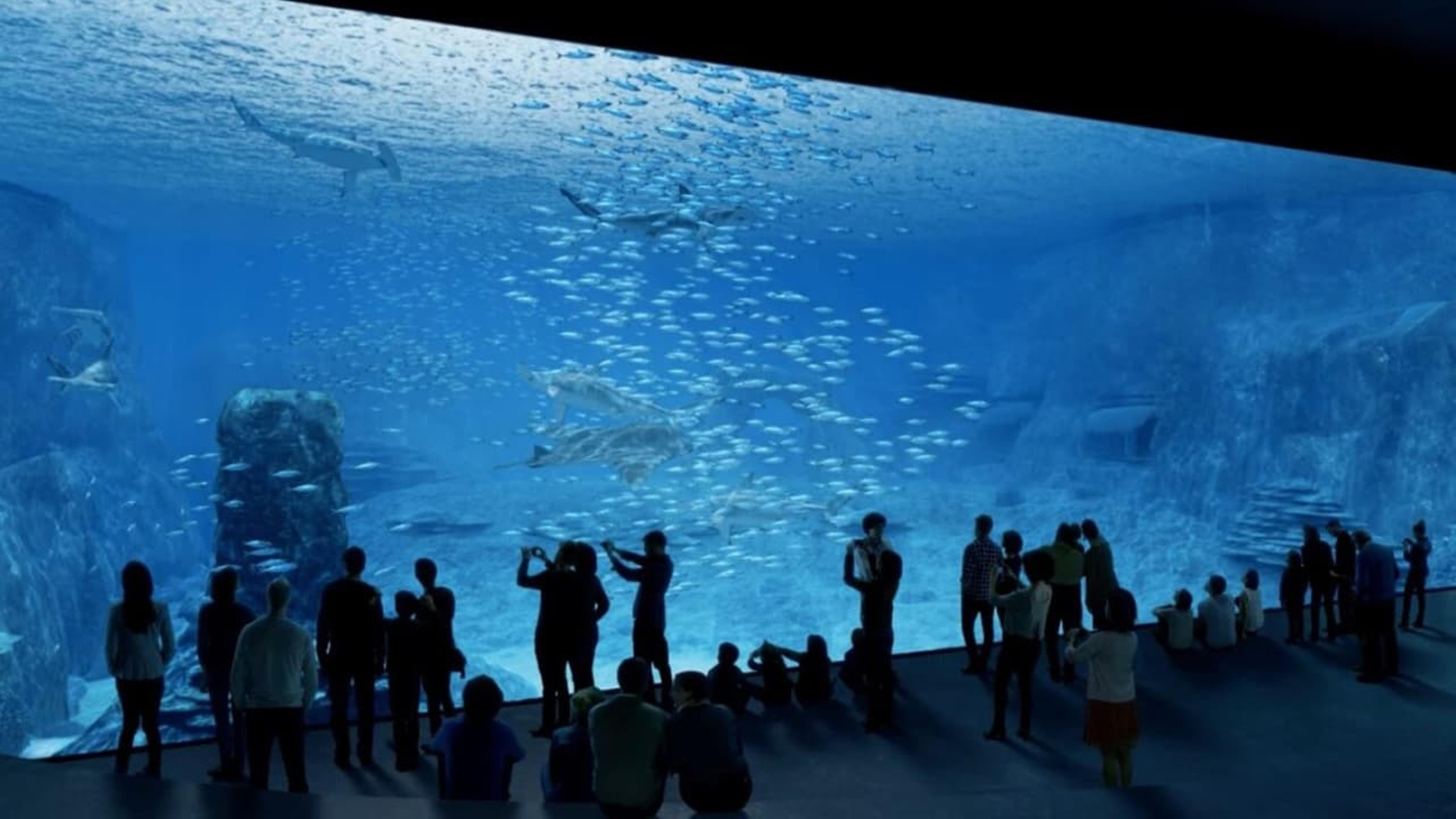 Nausicaa, le plus grand aquarium d'Europe