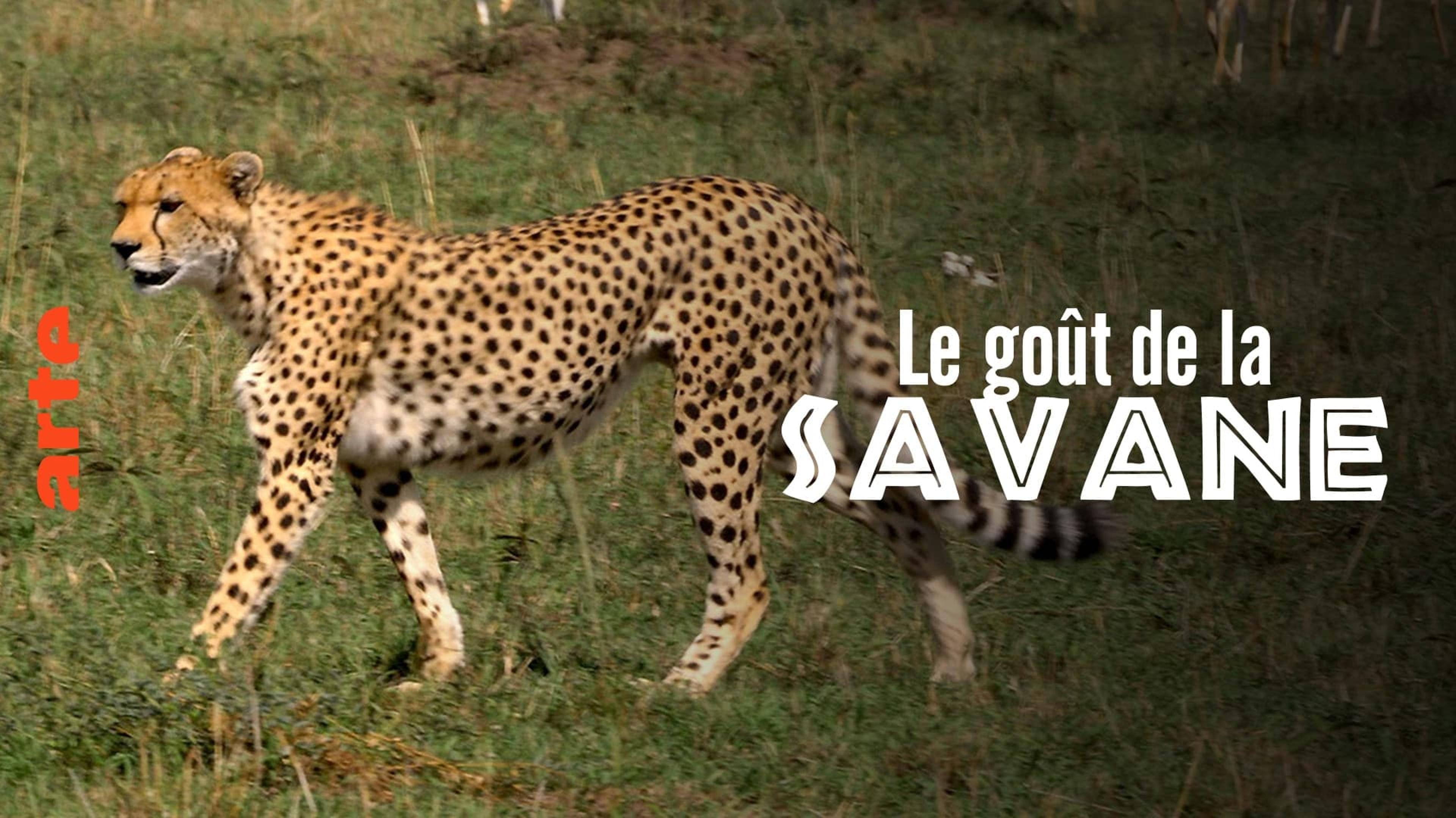 Le Goût de la savane : Herbivores et carnivores, festins croisés