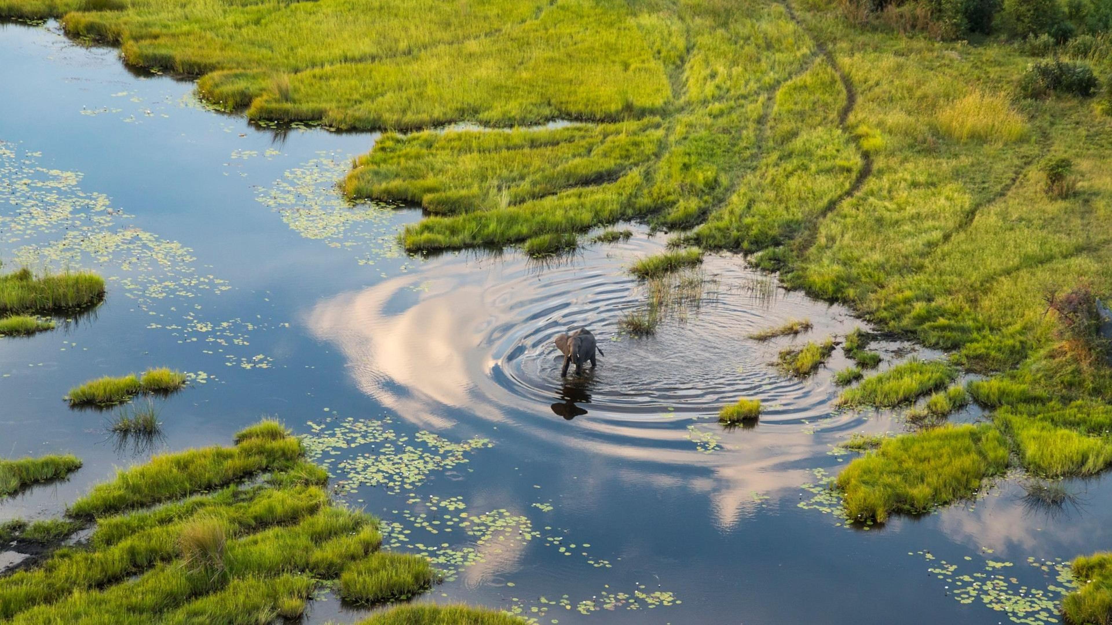 L'Okavango, source de vie