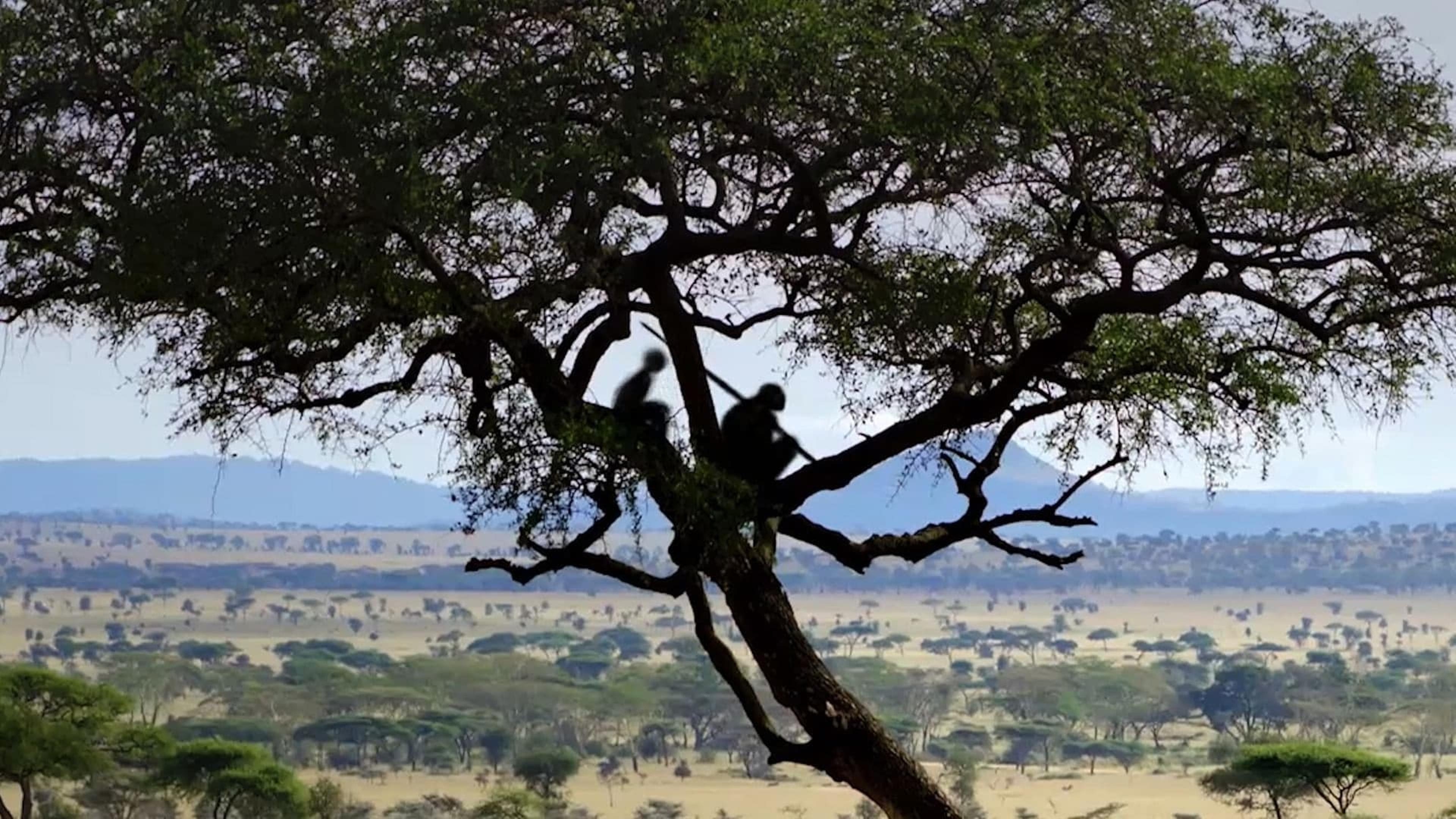 Homo sapiens, les nouvelles origines