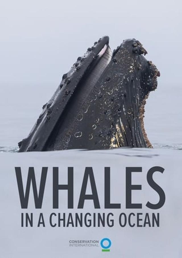 Whales in a Changing Ocean