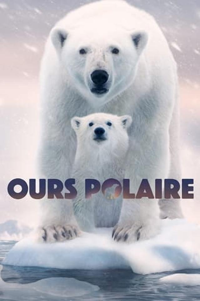 Ours polaire