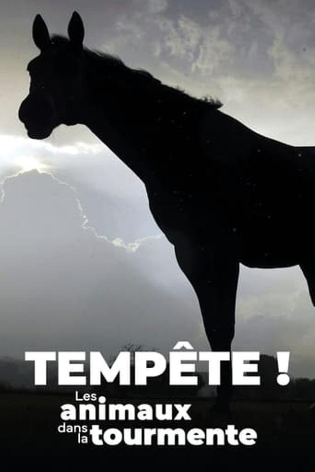 Tempête ! Les Animaux dans la tourmente