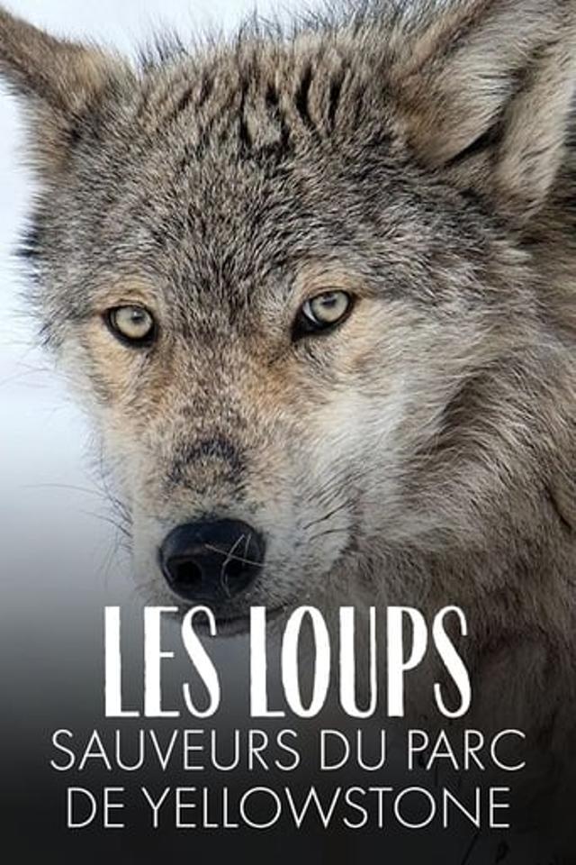 Les Loups, sauveurs du parc de Yellowstone