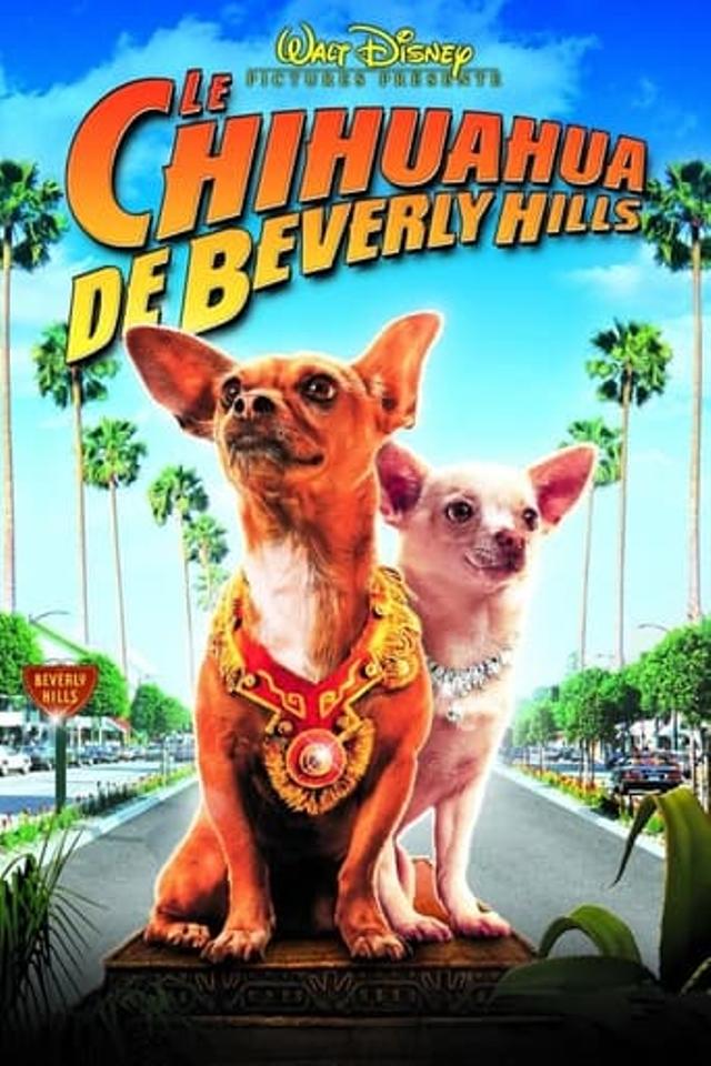 Le Chihuahua de Beverly Hills