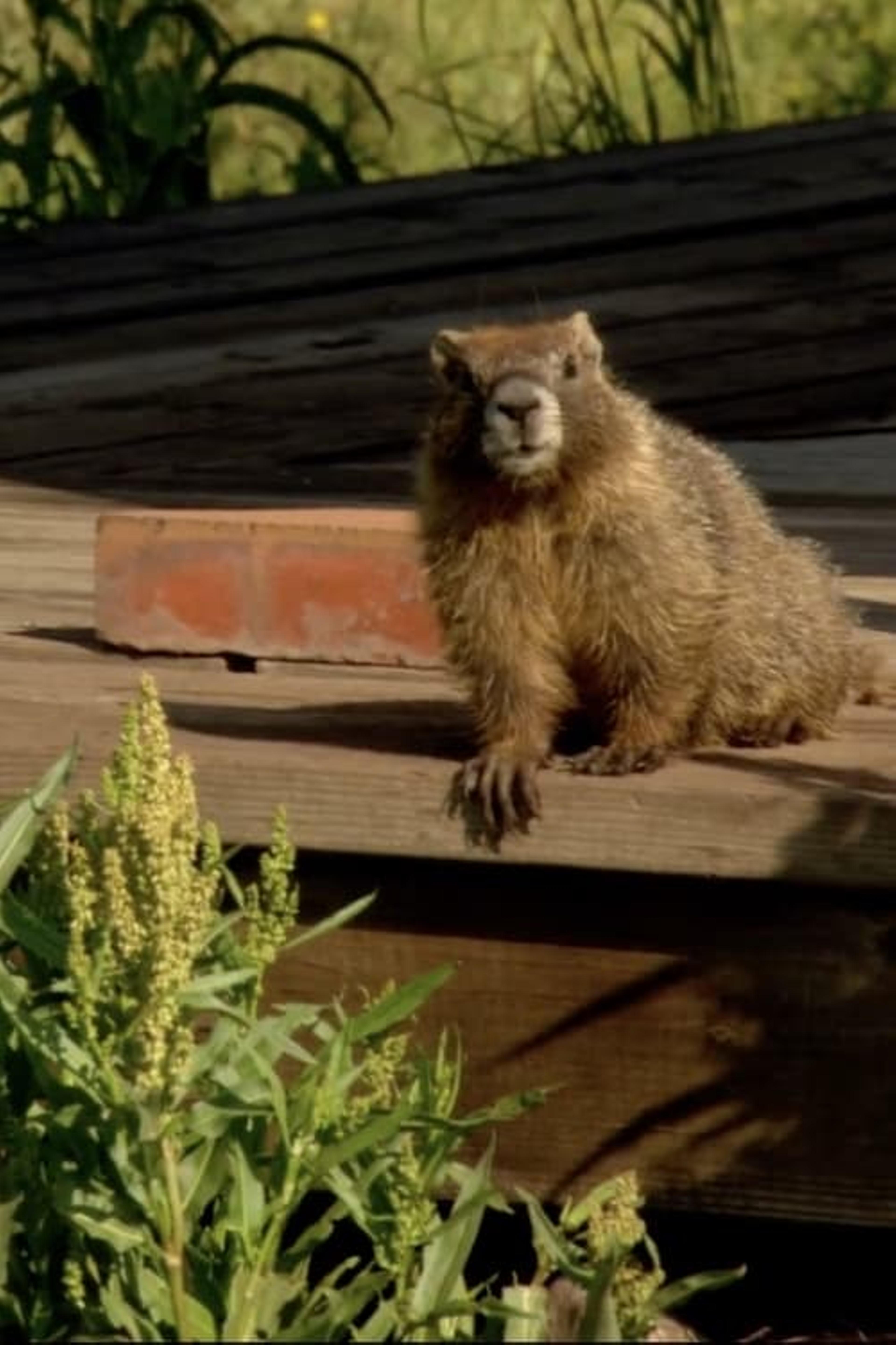 The Study Of Groundhogs: A Real Life Look At Marmots