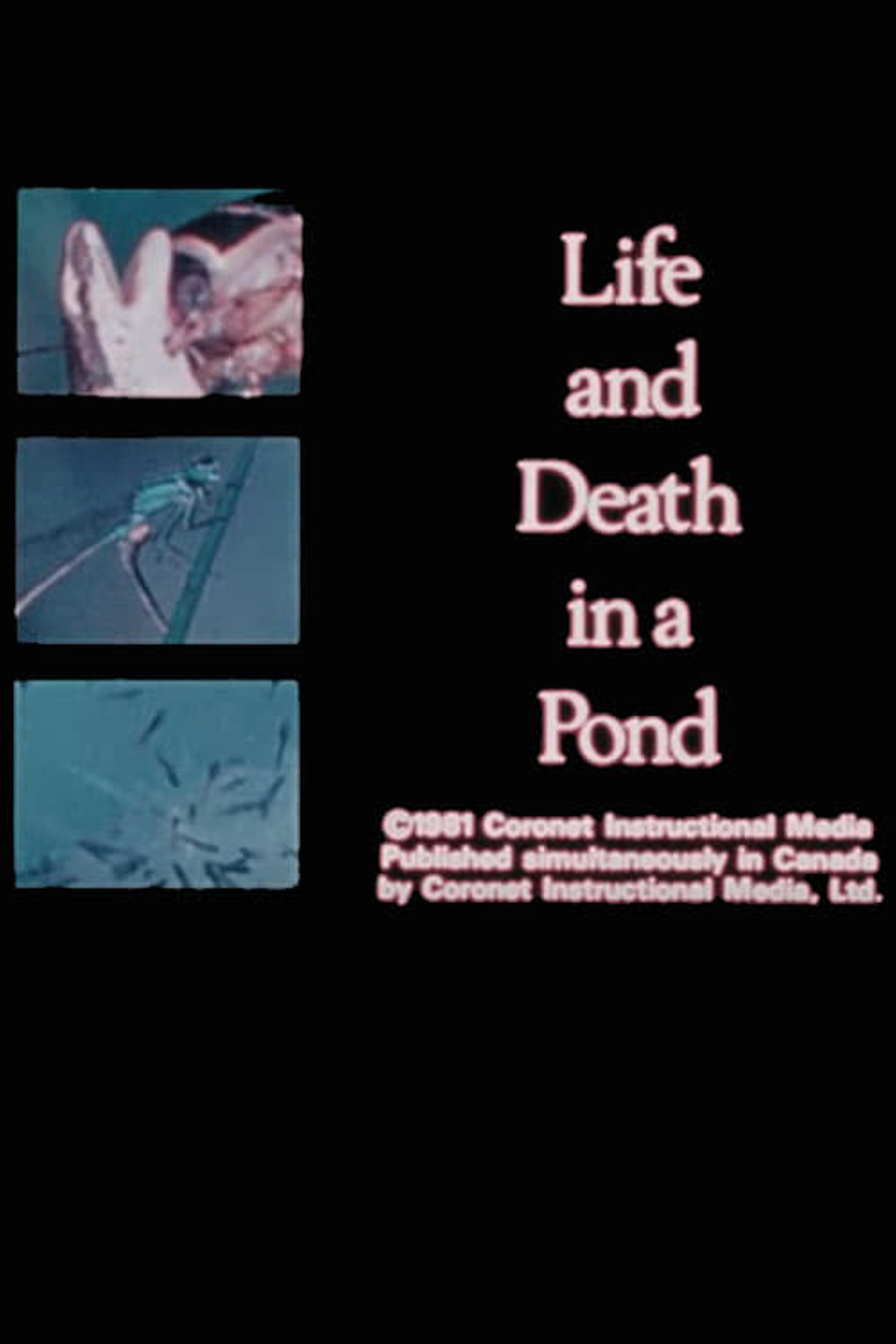 Life and Death in A Pond