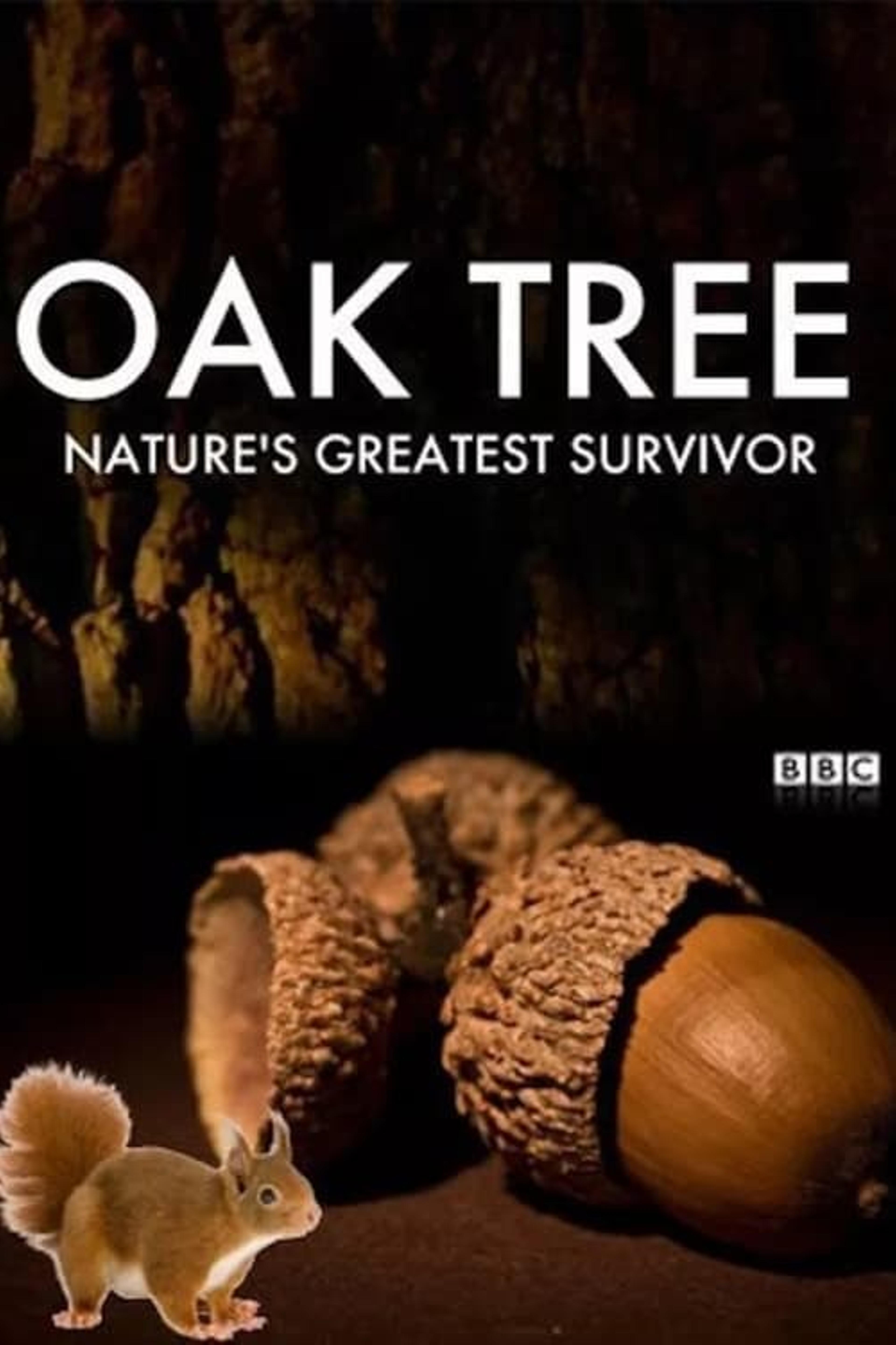 Oak Tree: Nature's Greatest Survivor