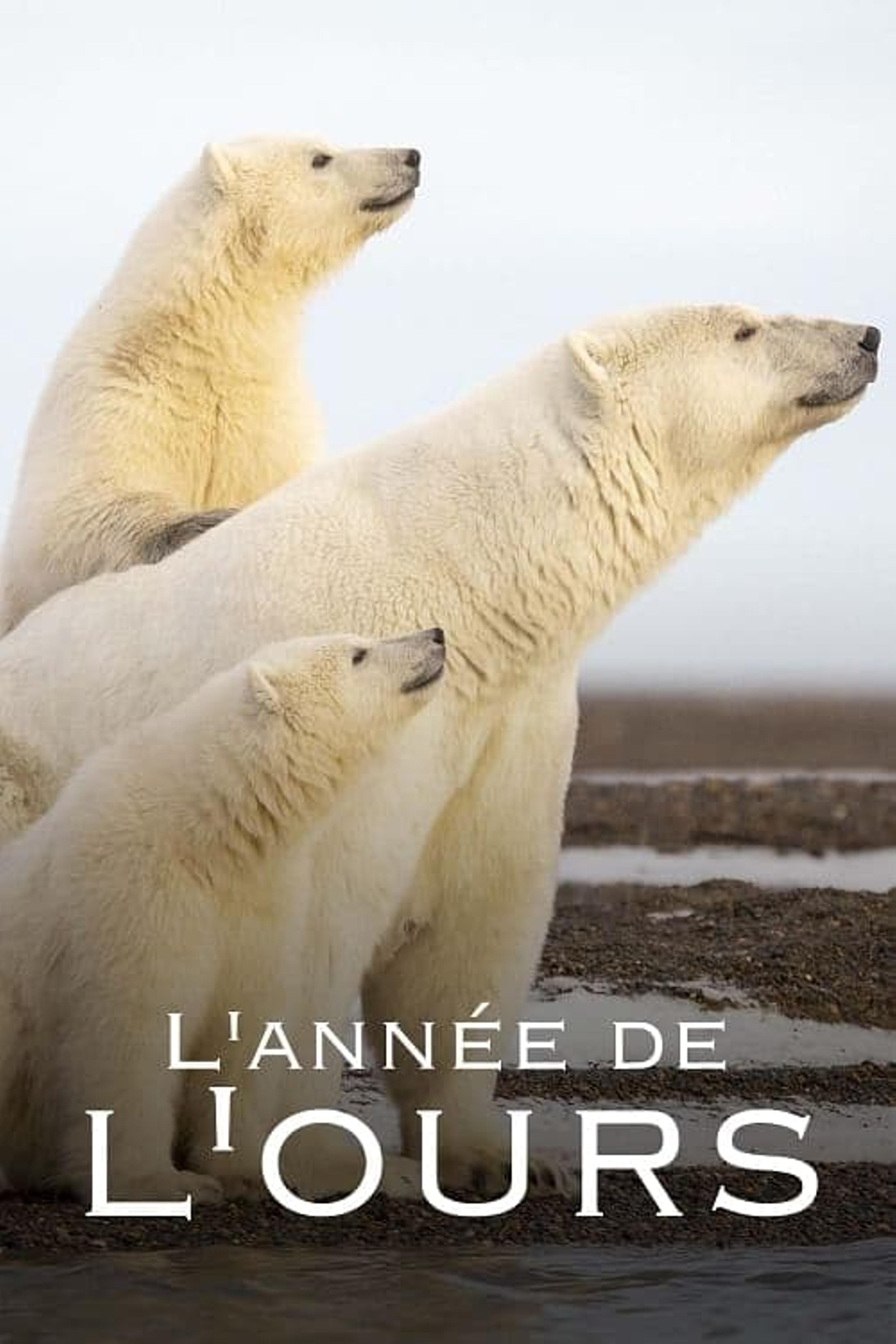 L'Année de l'ours