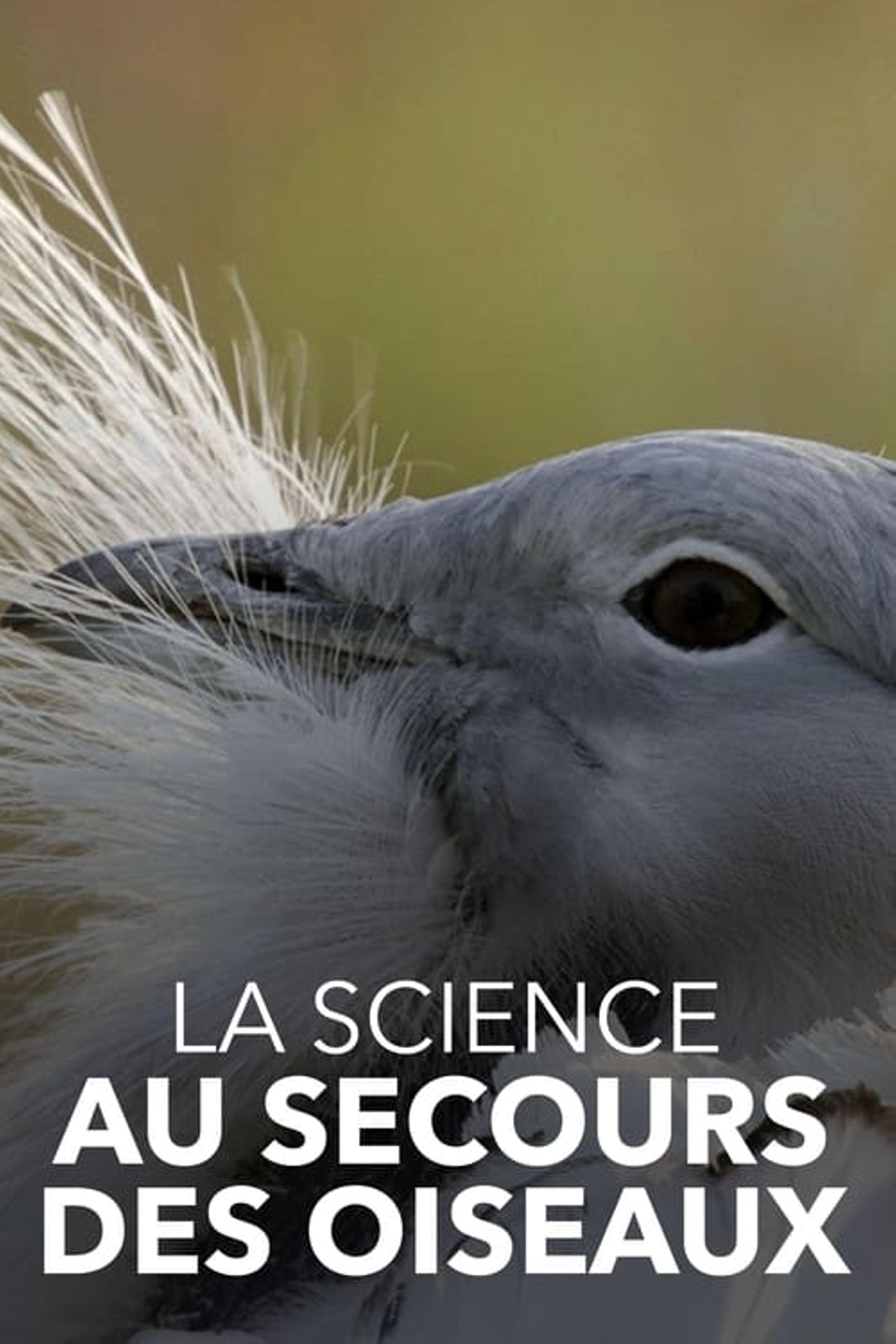 La Science au secours des oiseaux : Opération outarde