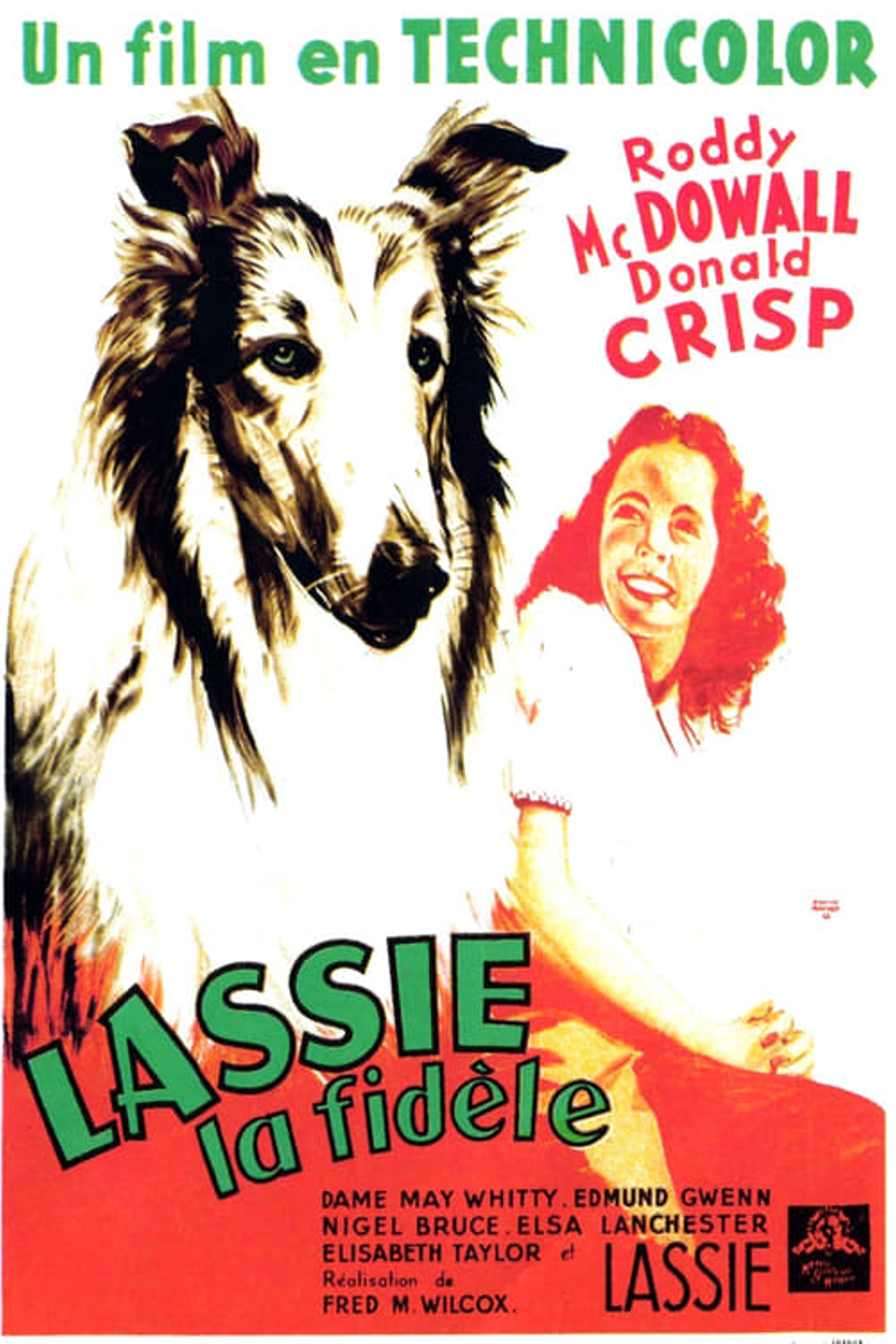 Fidèle Lassie