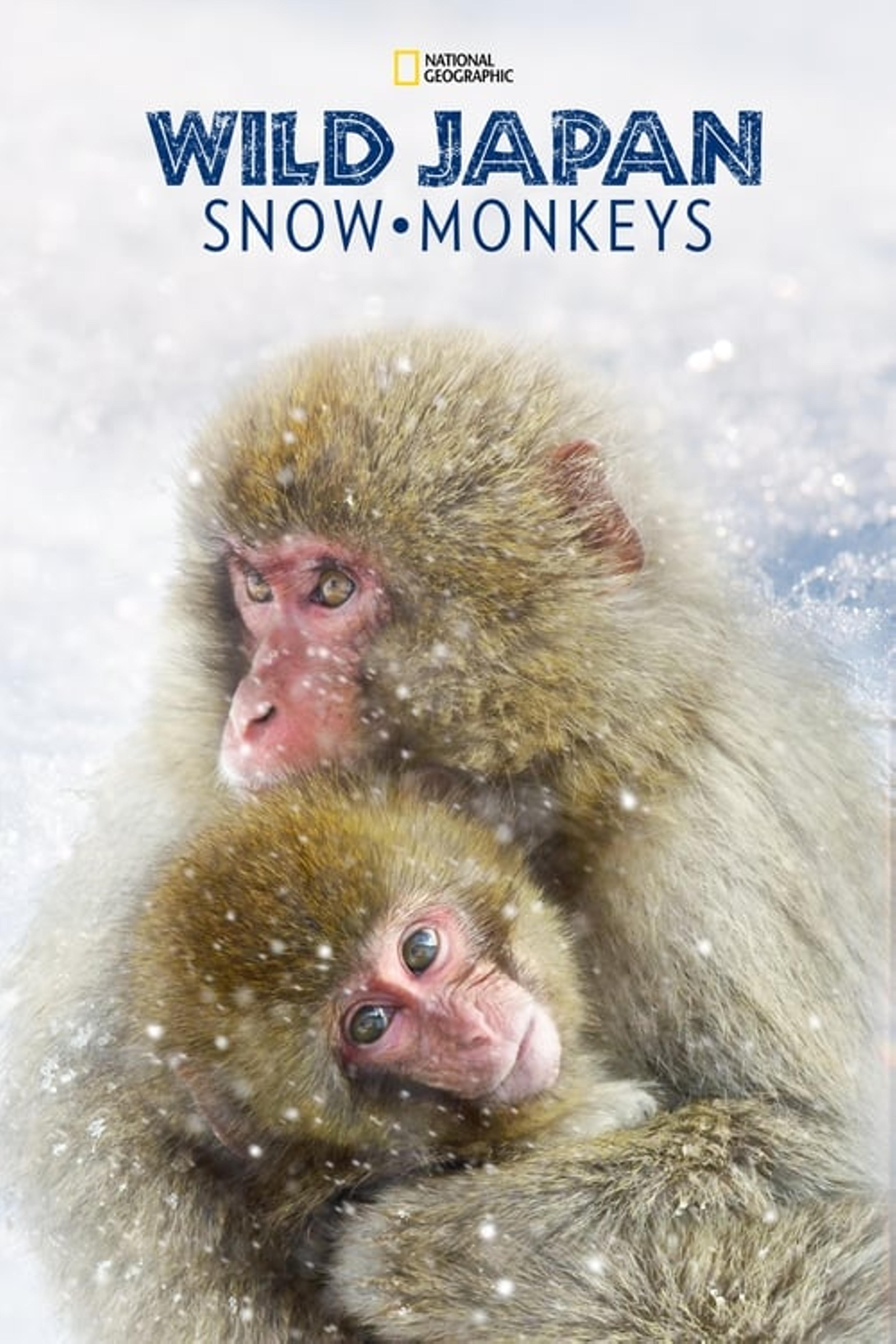 Wild Japan: Snow Monkeys