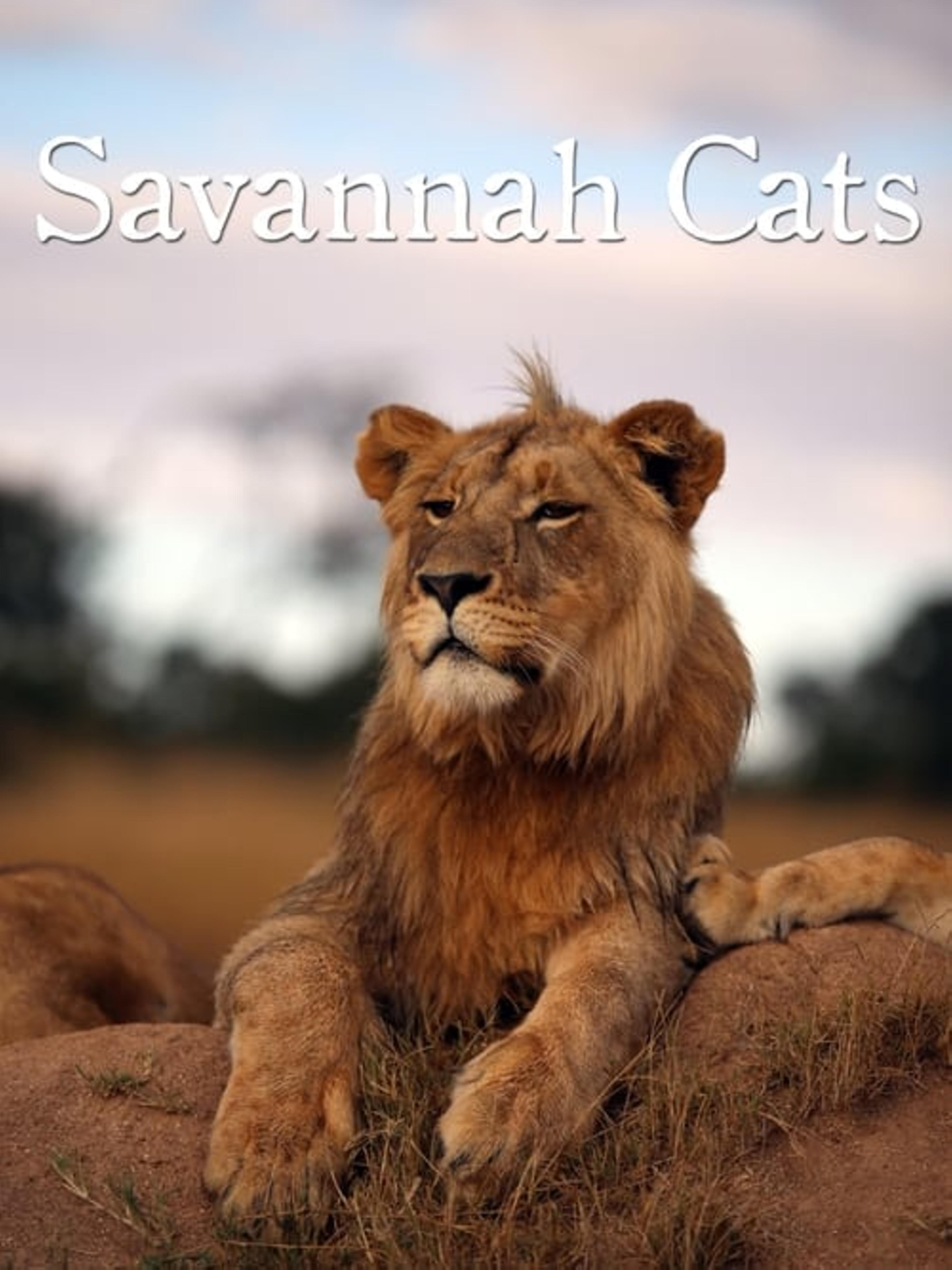 Savannah Cats